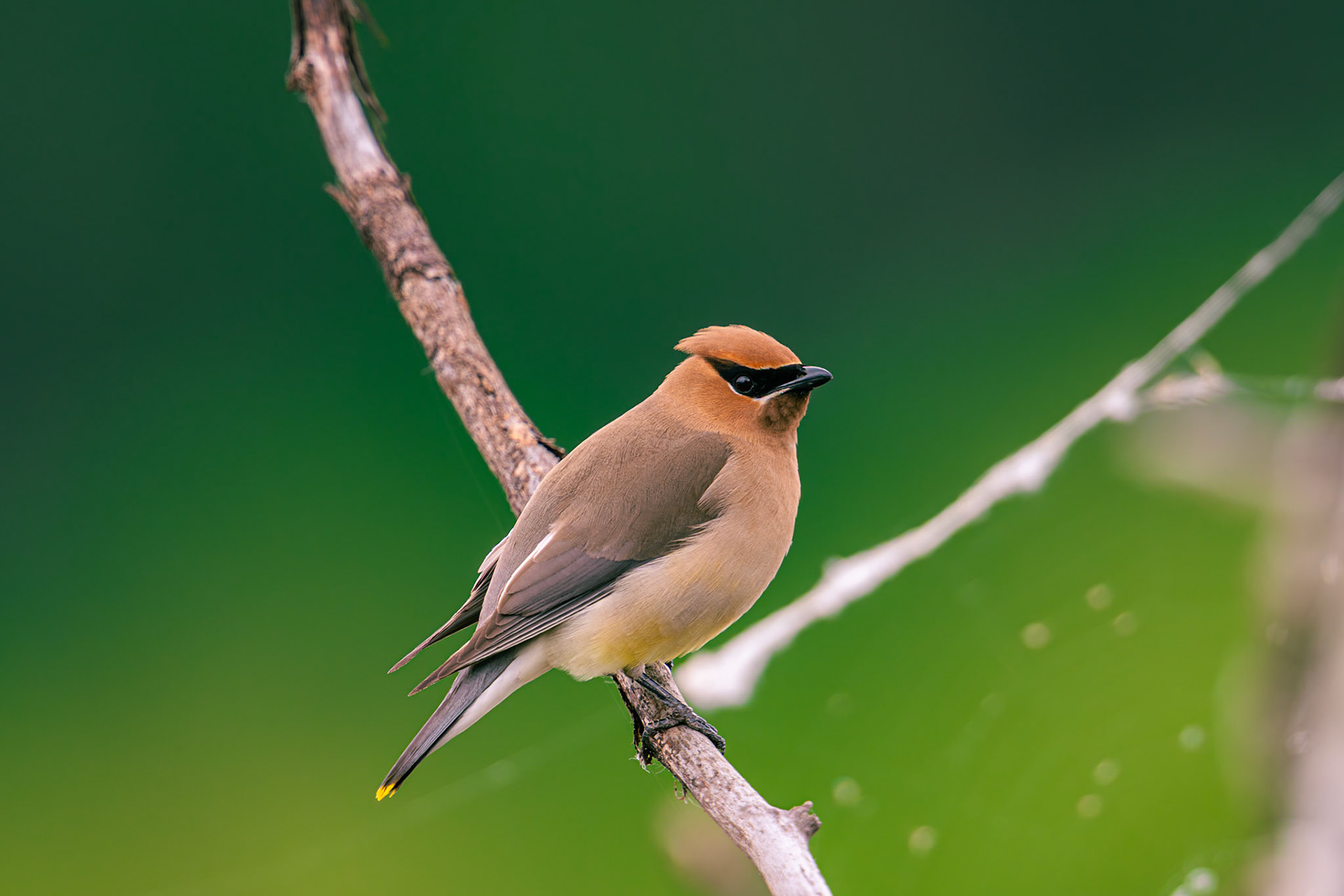 Cedar Waxwing