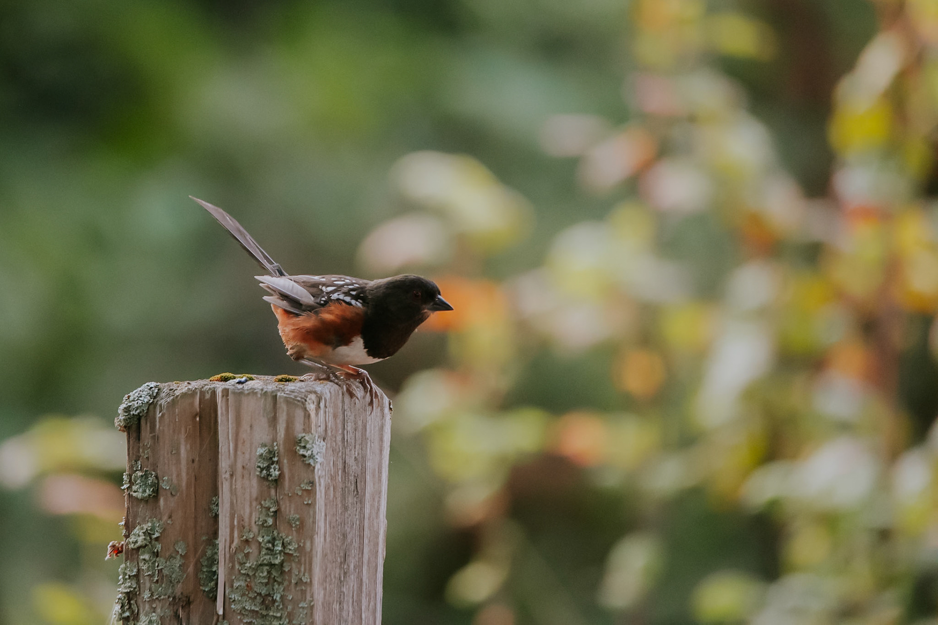 Spotted Towhee