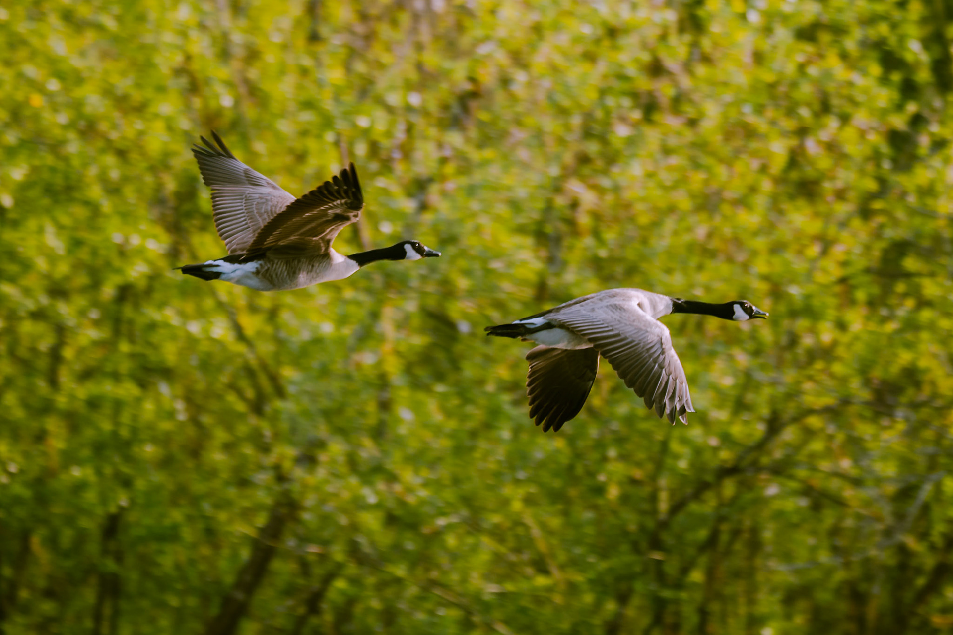 Canada goose in flight