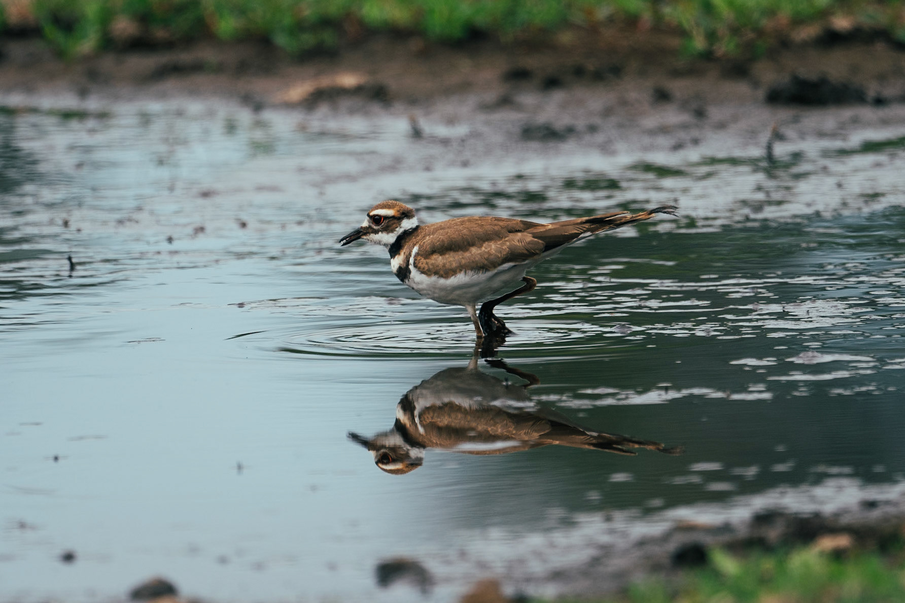 Killdeer