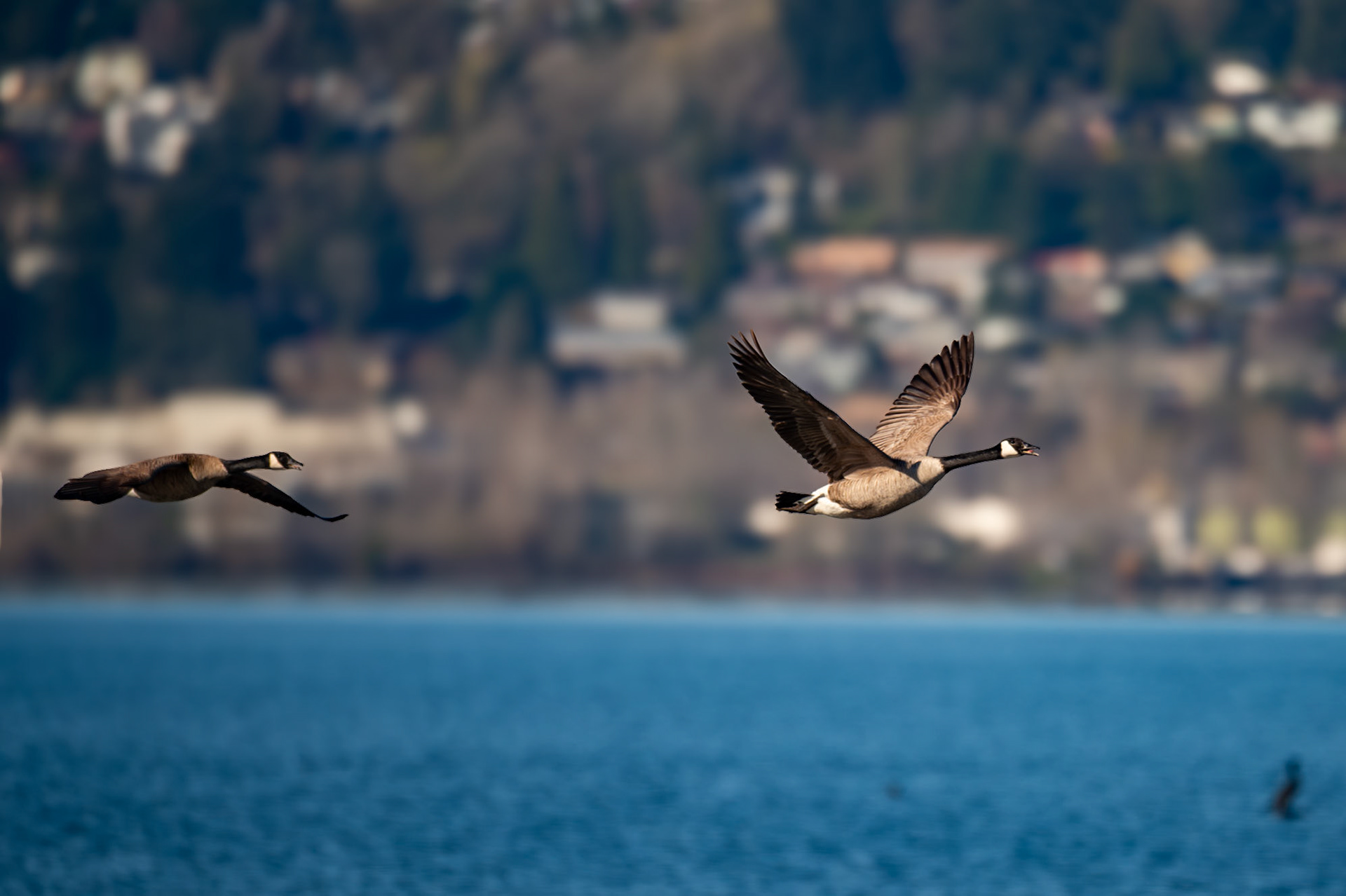Canada Goose
