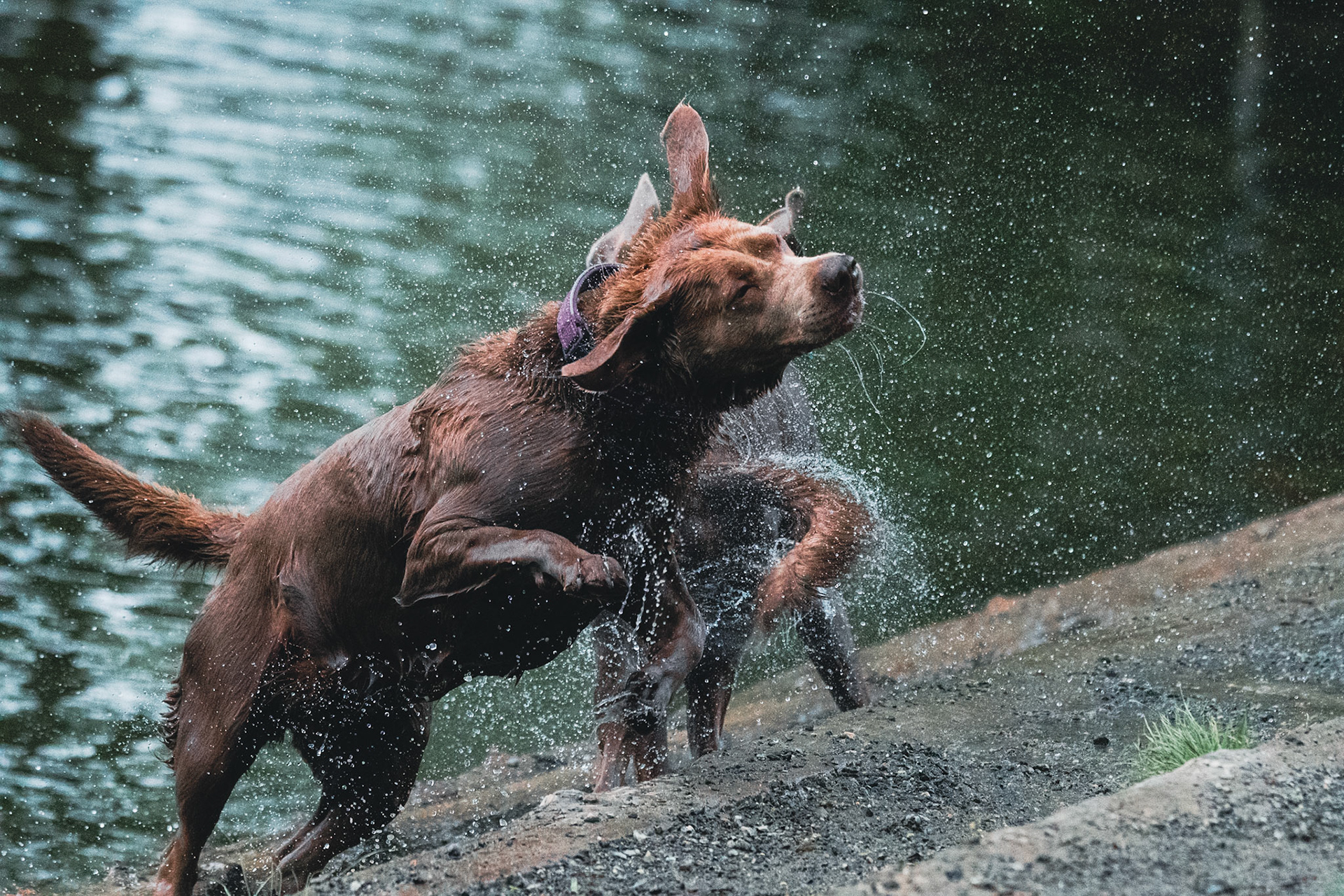 Dog shaking off water