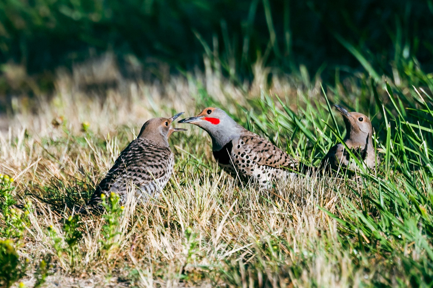 Three Northern Flickers