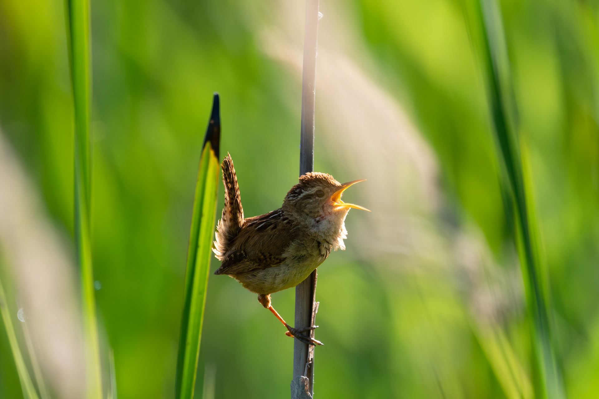 Marsh Wren