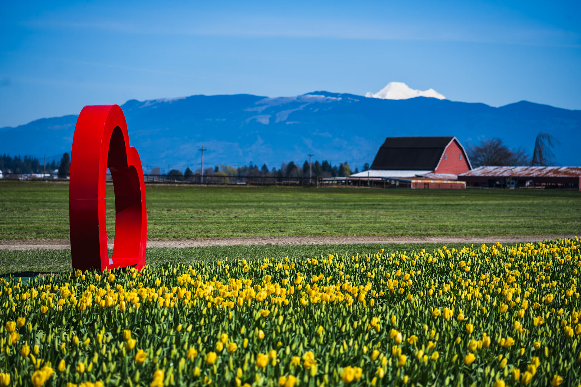 Tulip Town