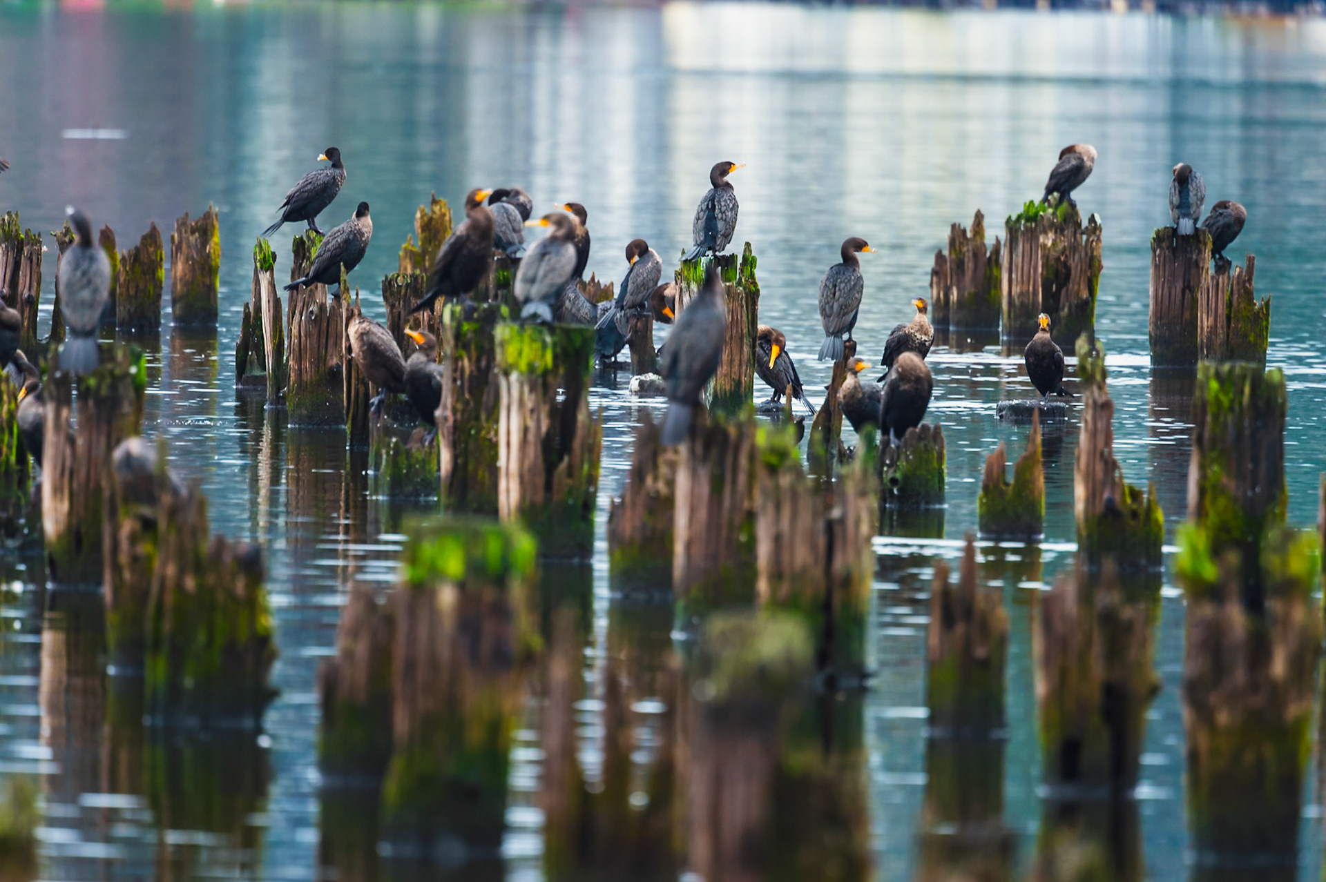 Double Crested Cormorants