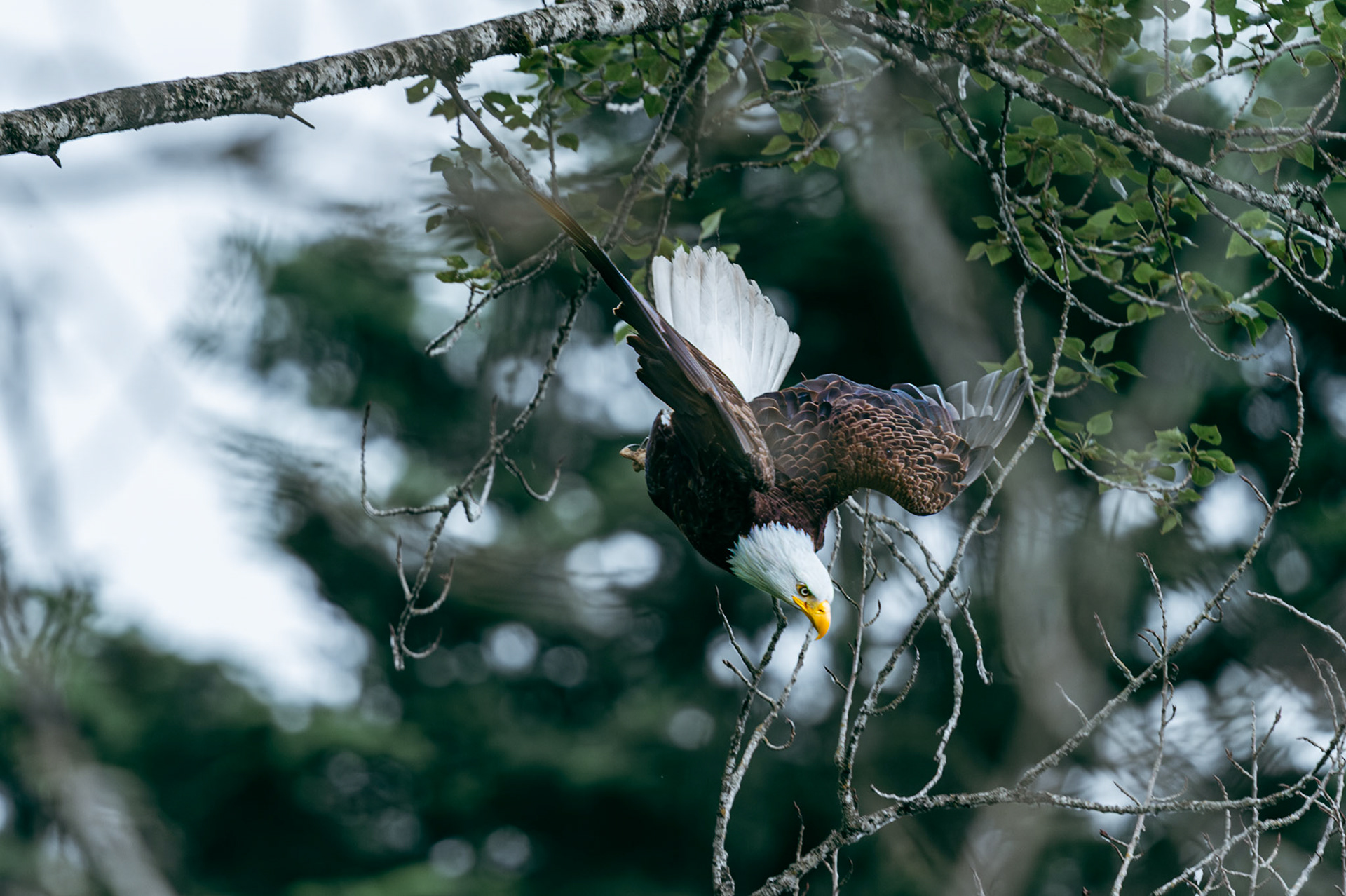 Bald Eagle diving