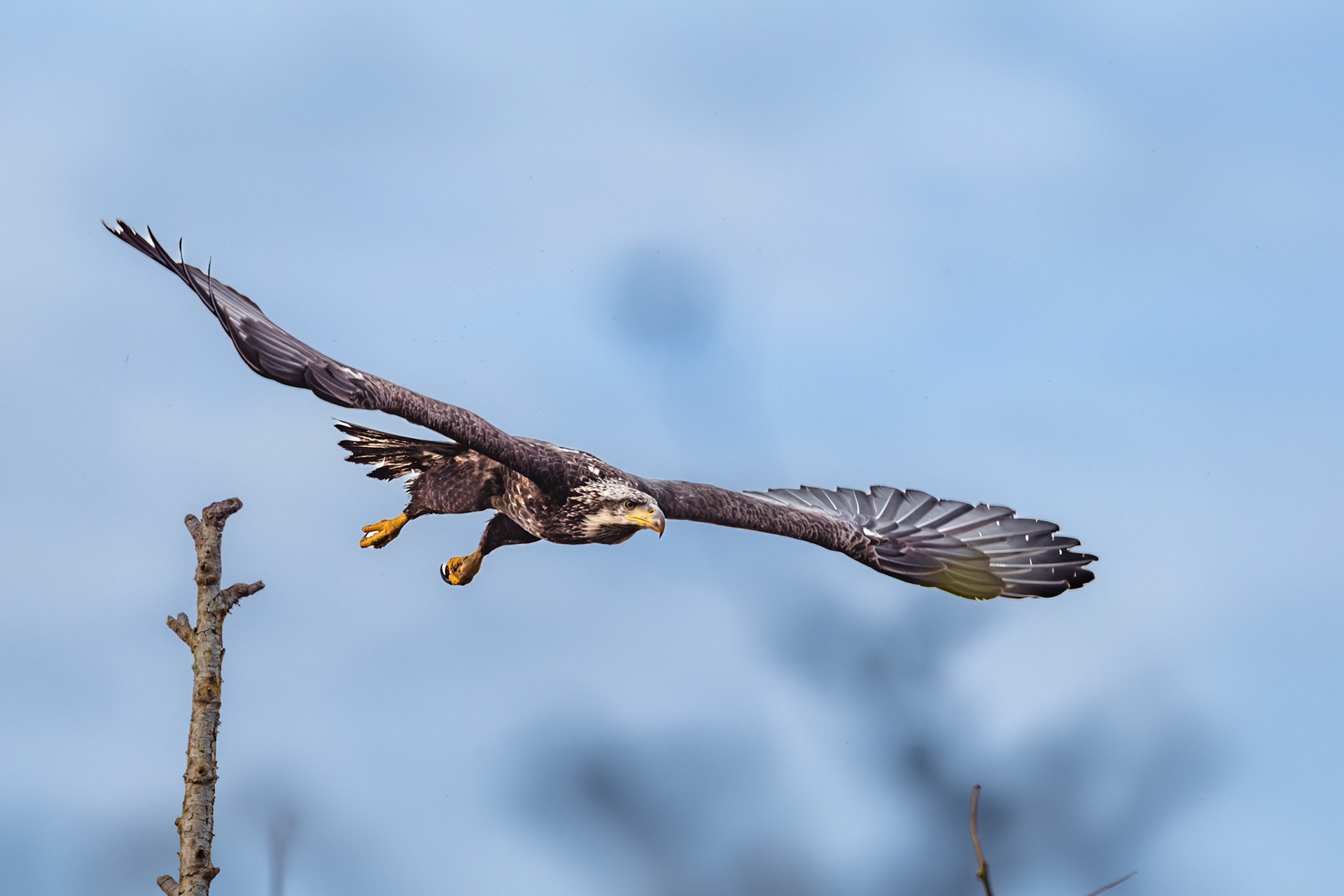 Bald Eagle in flight