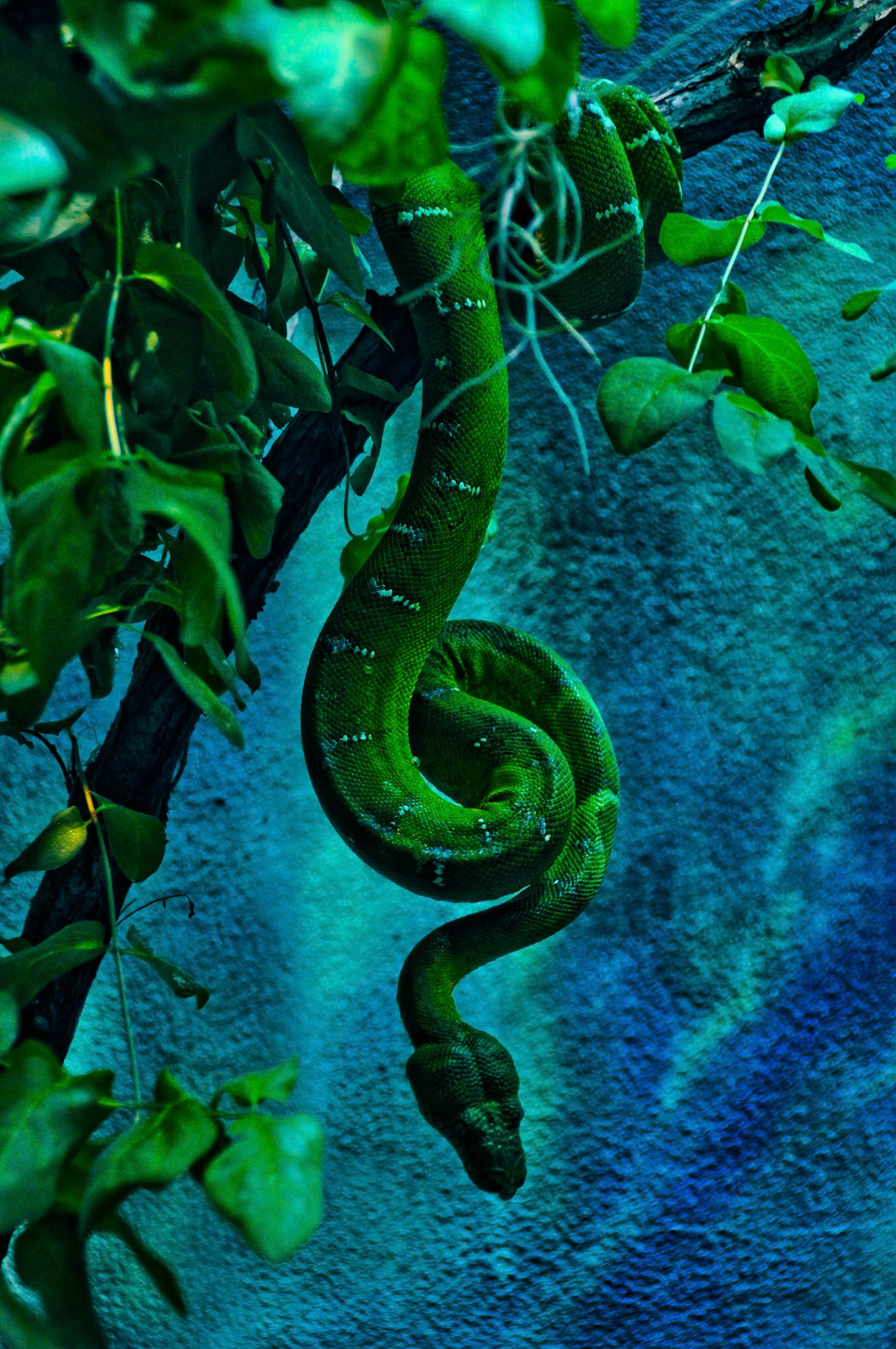 Snake