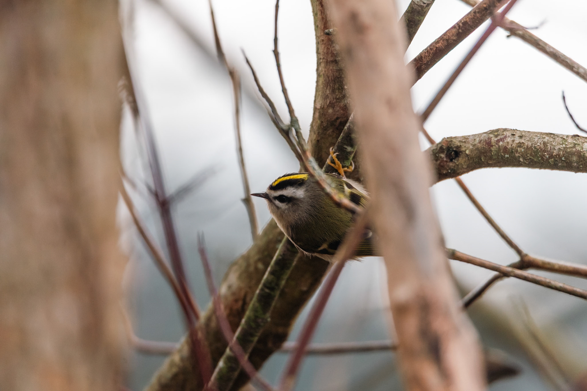 Golden-crowned Kinglet