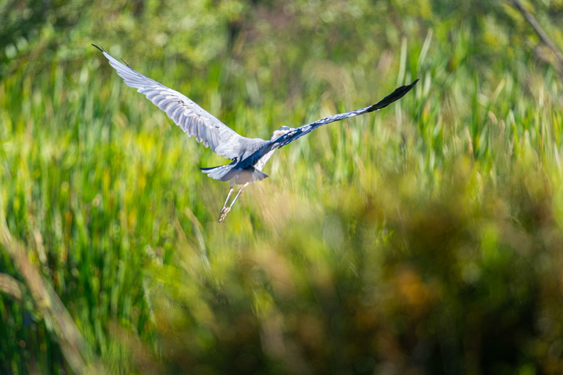 Blue Heron in flight