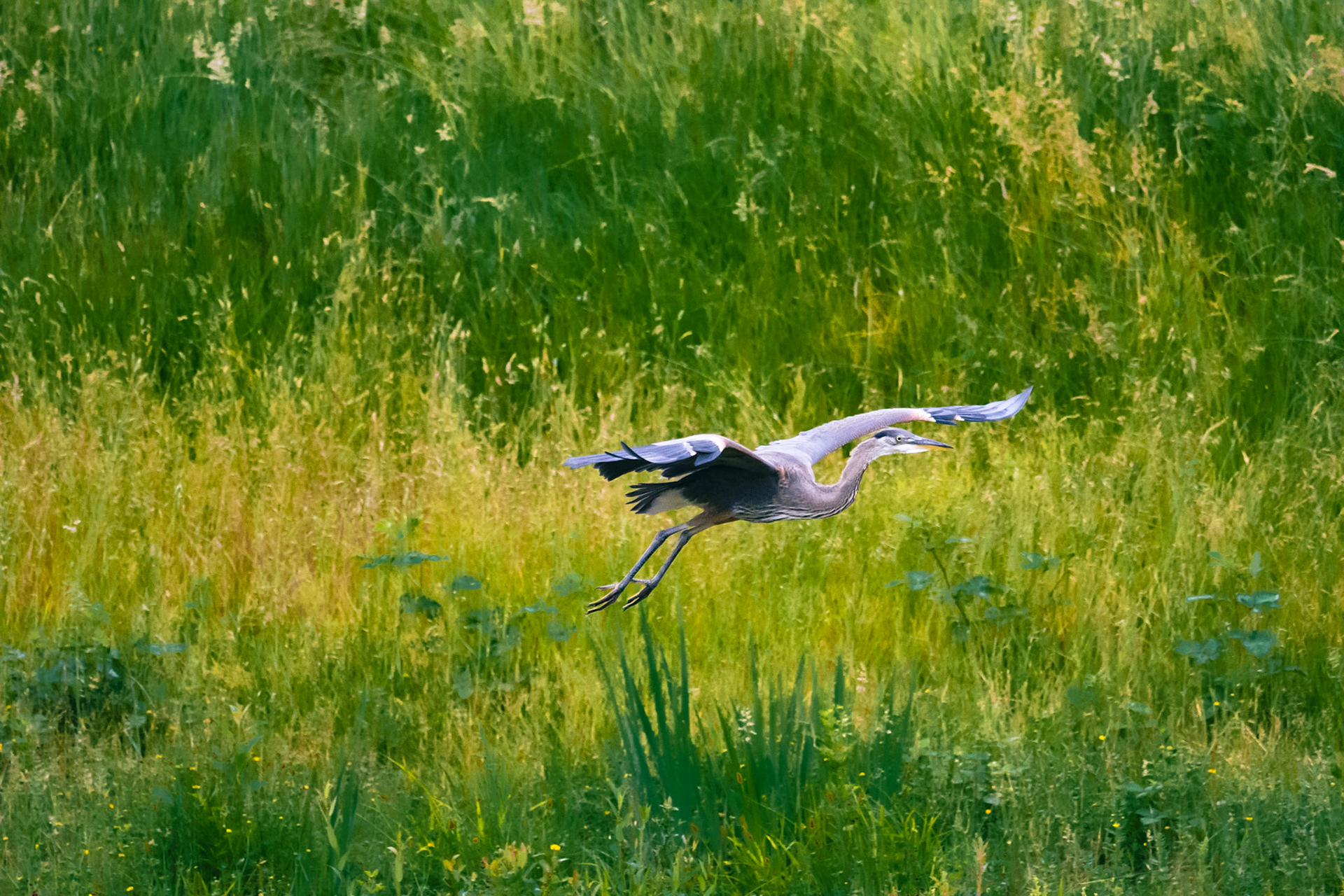 Blue heron in flight