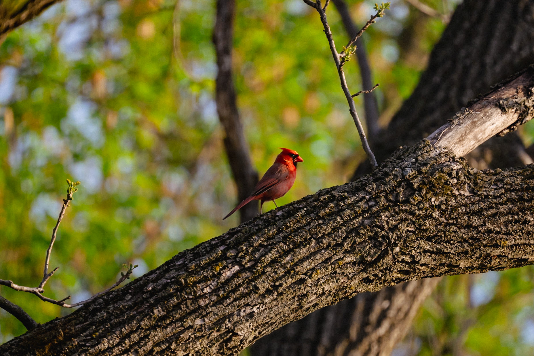 Northern Cardinal