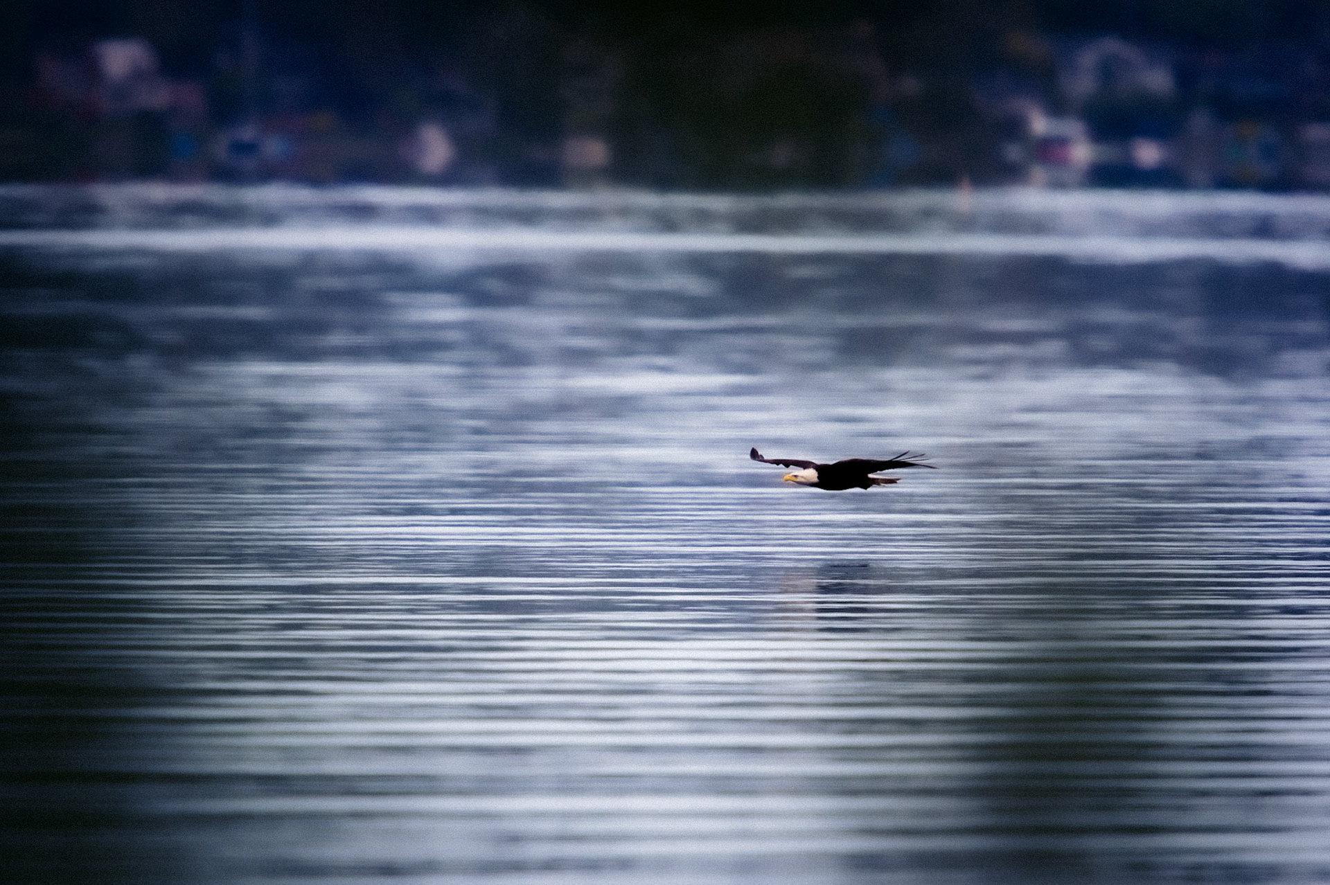 Bald Eagle in flight