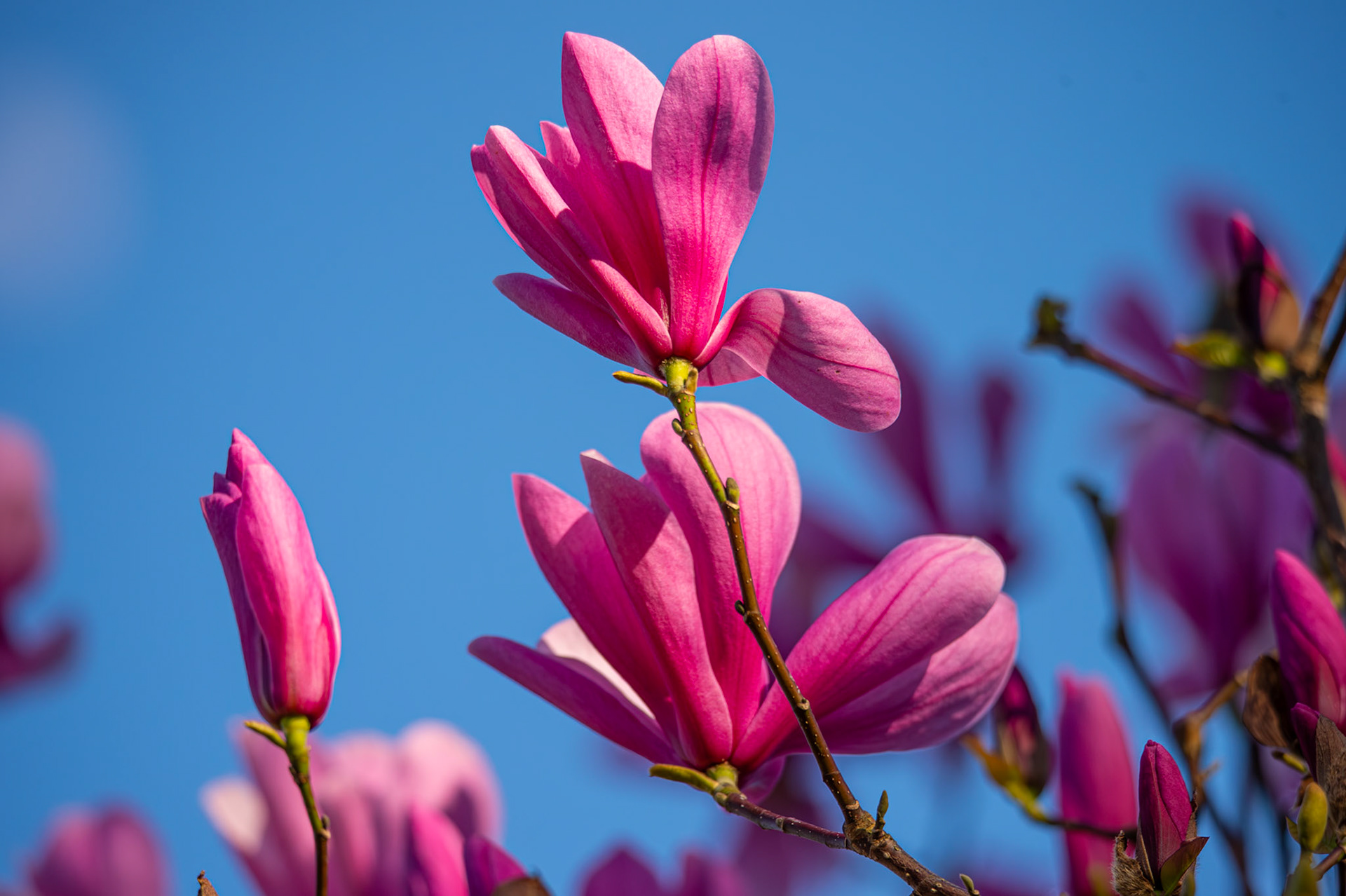 Magnolia
