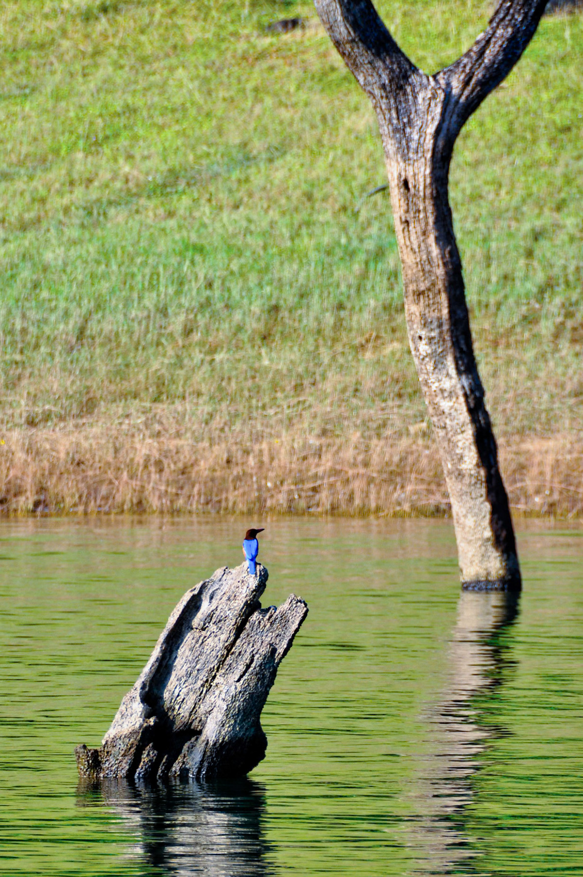 Kingfisher in Thekkady