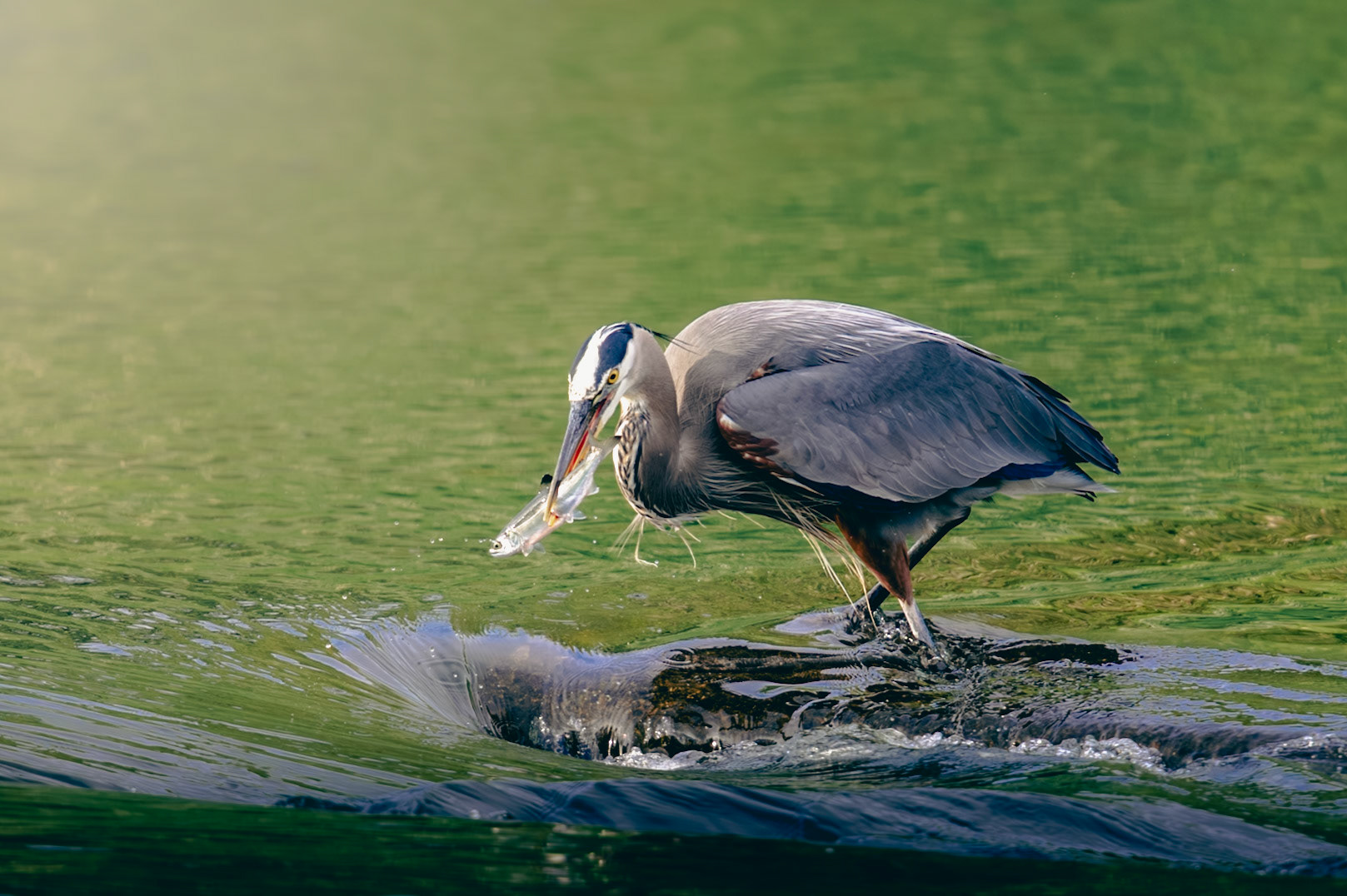 Heron catching a fish