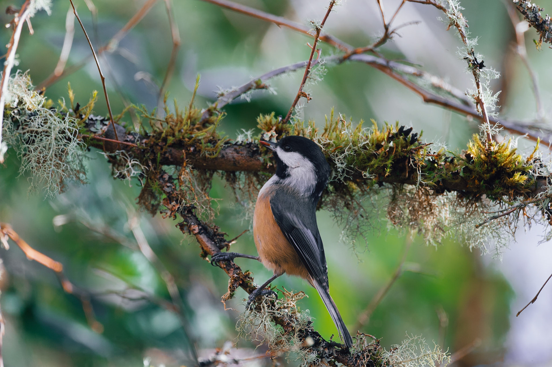 Chestnut-backed Chickadee