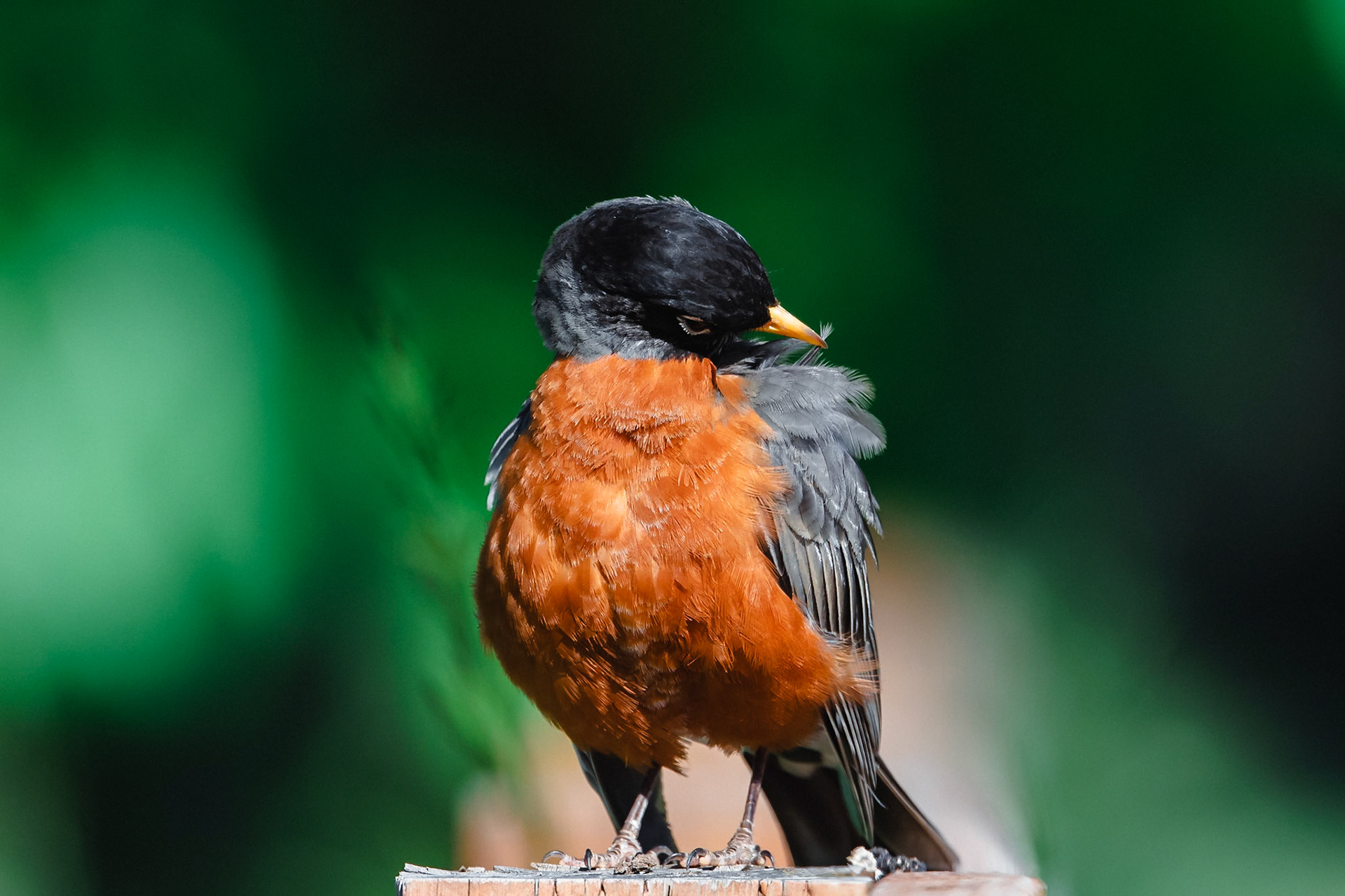 American Robin