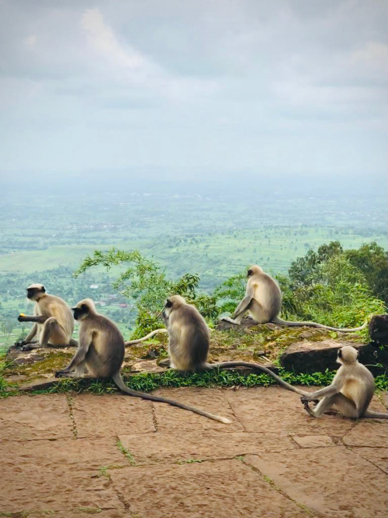 Monkey in Panhala