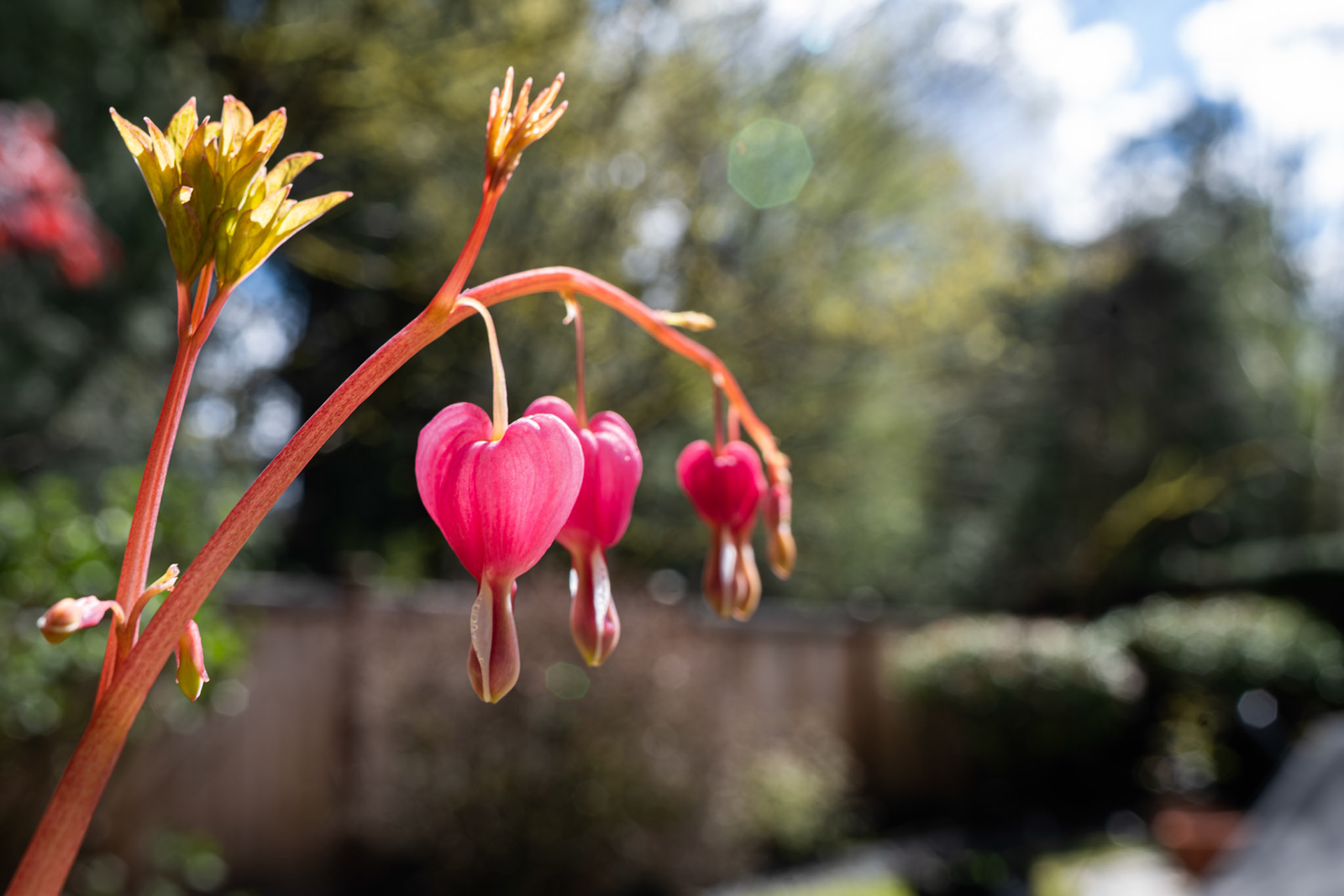 Bleeding Heart