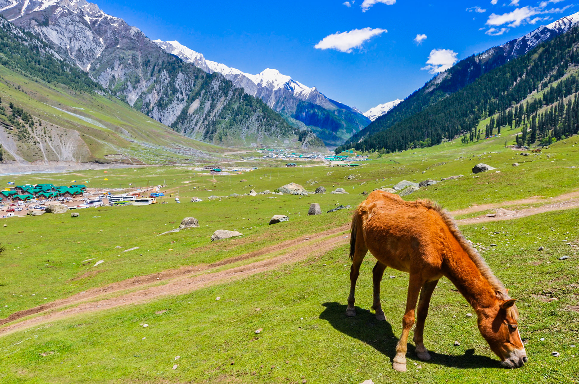 Horse in Kashmir Valley