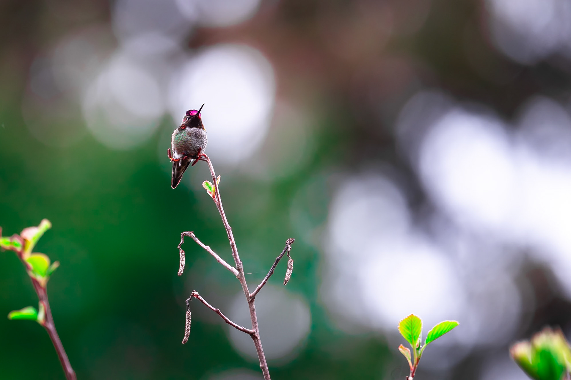 Anna's Hummingbird