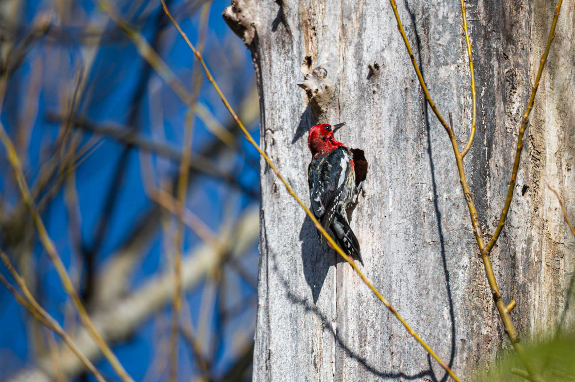 Red Breasted Sapsucker