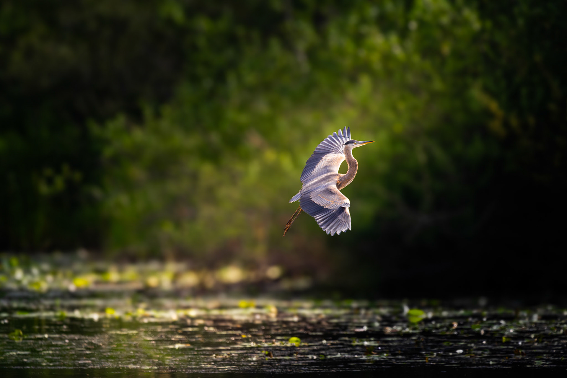 Great Blue Heron in flight