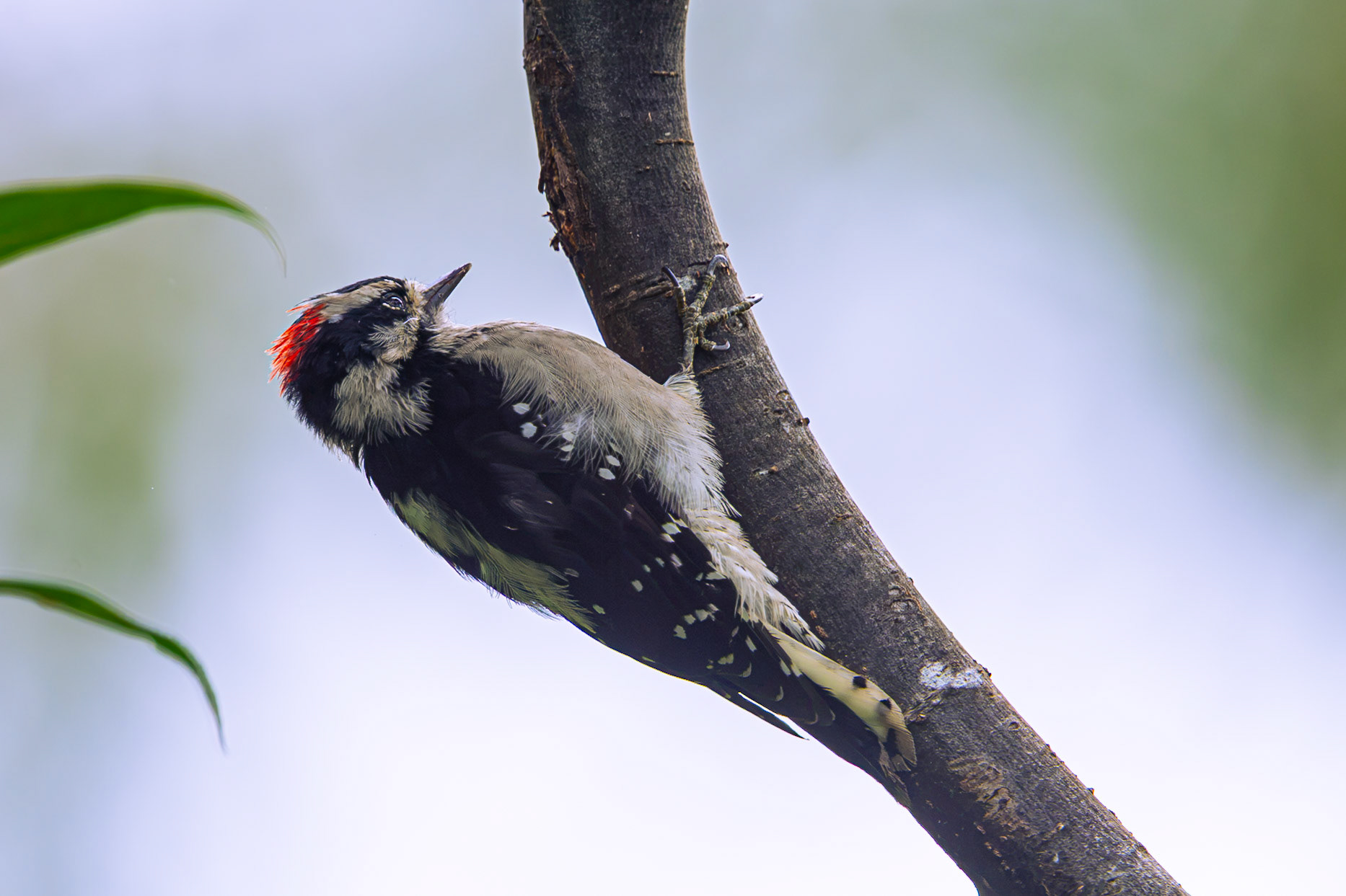 Downy Woodpecker