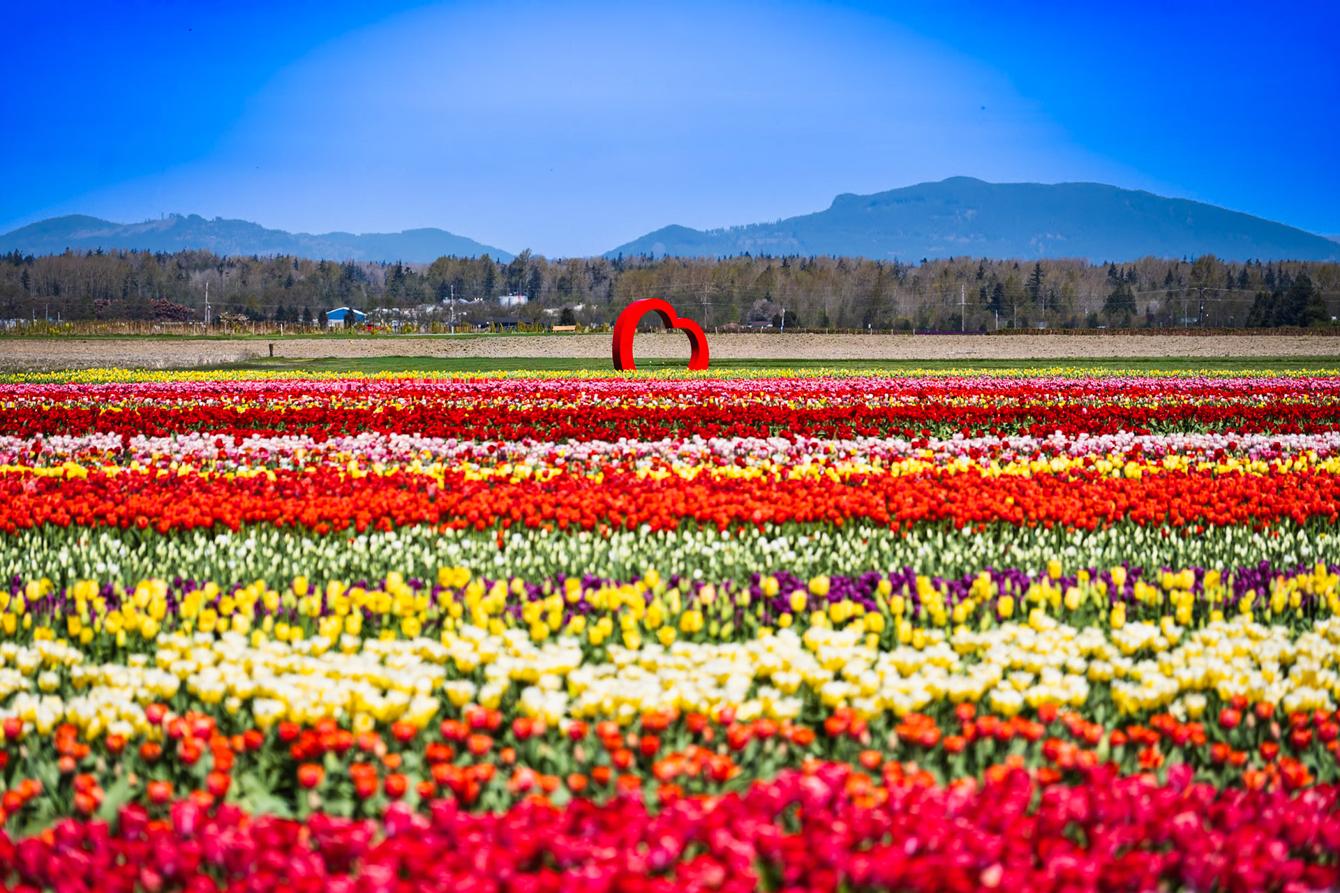 Tulip Town