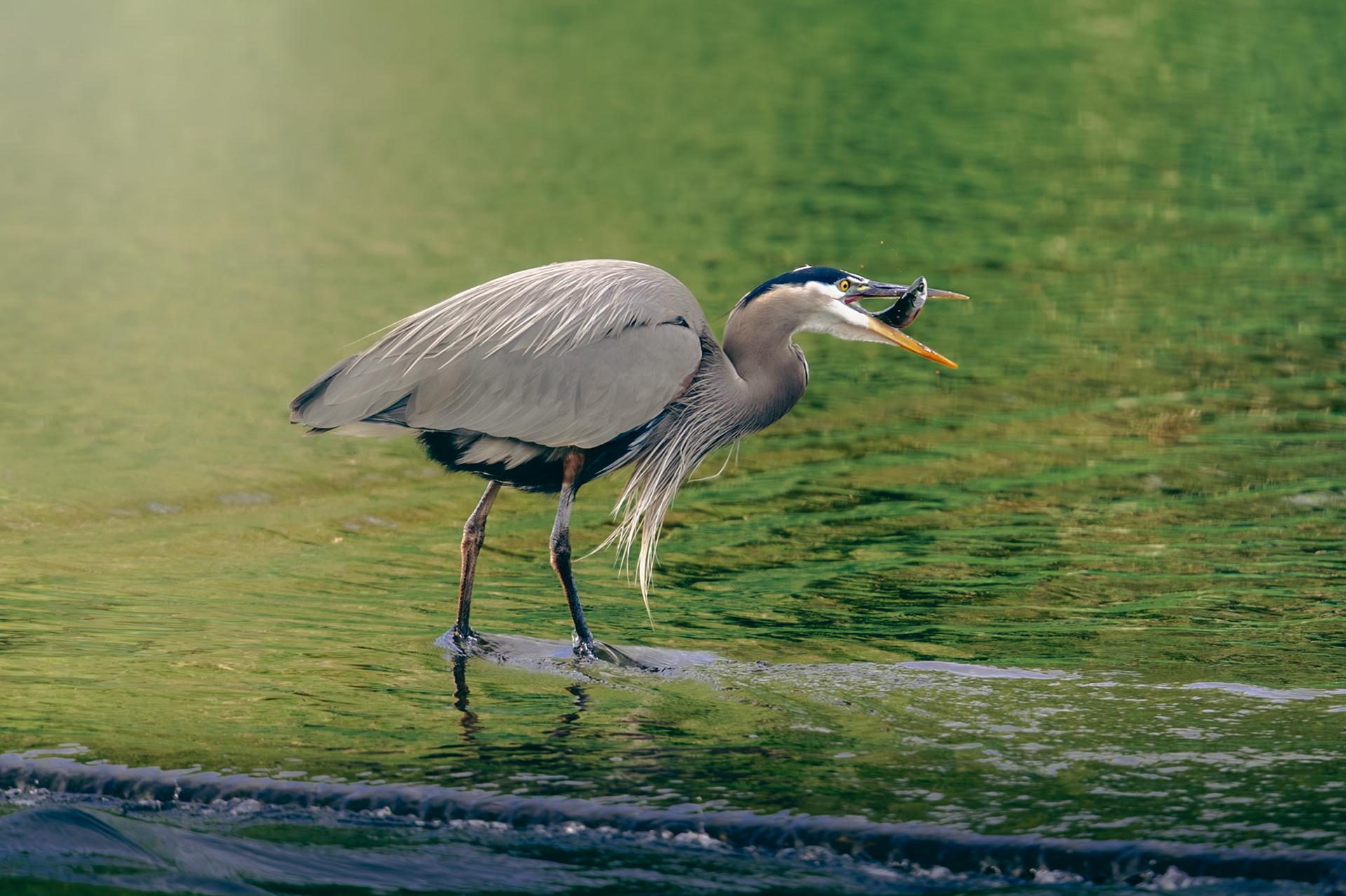 Heron catching a fish