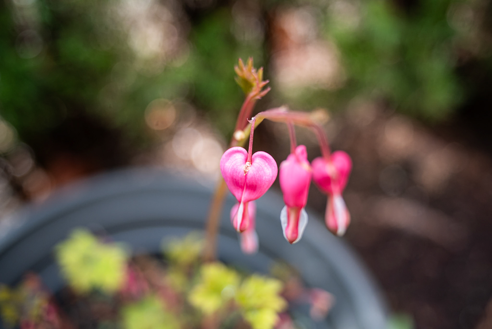 Bleeding Heart