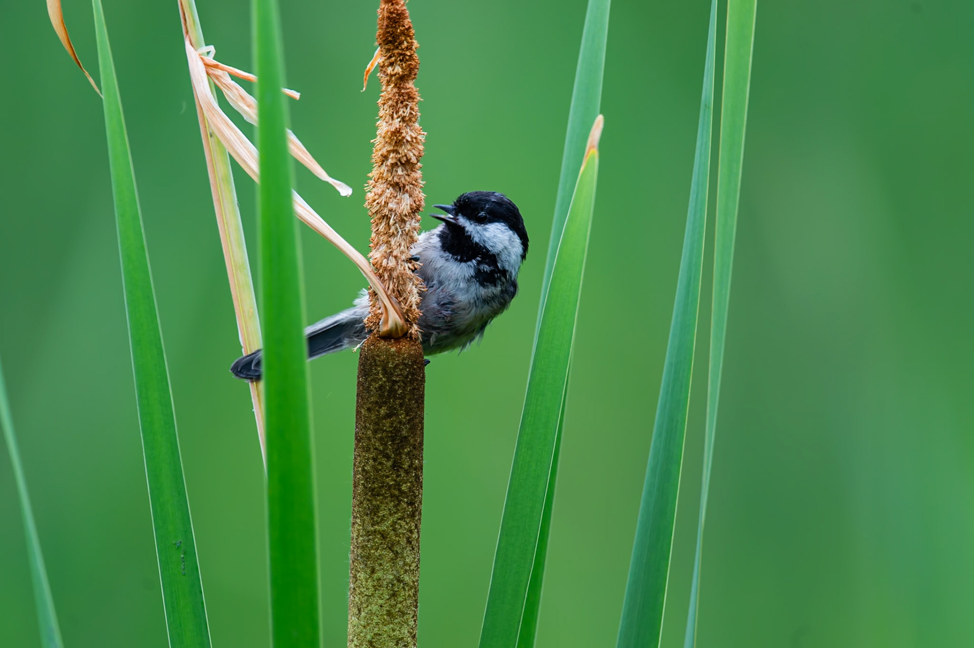 Black Capped Chikadee