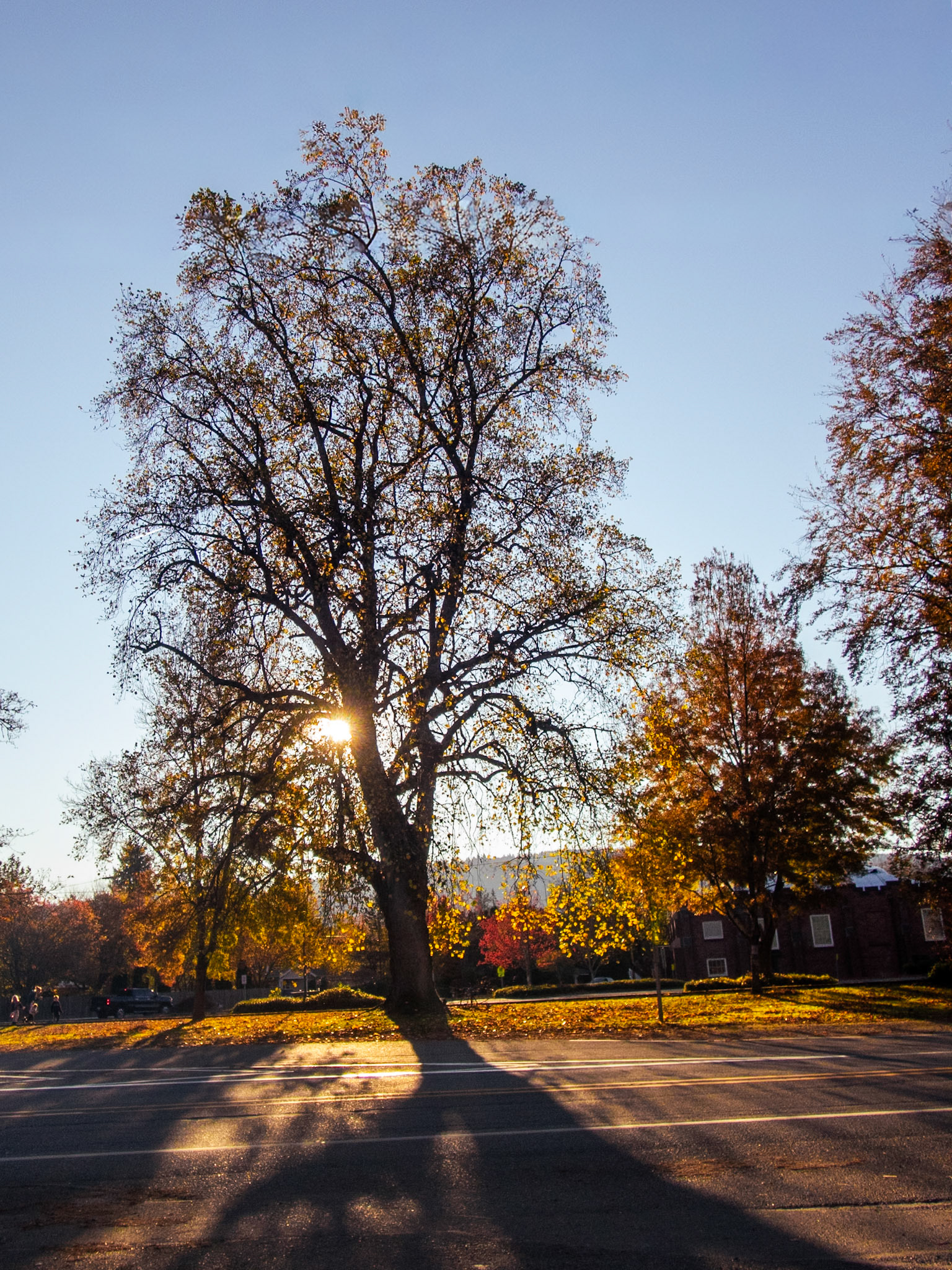 Tree in Redmond