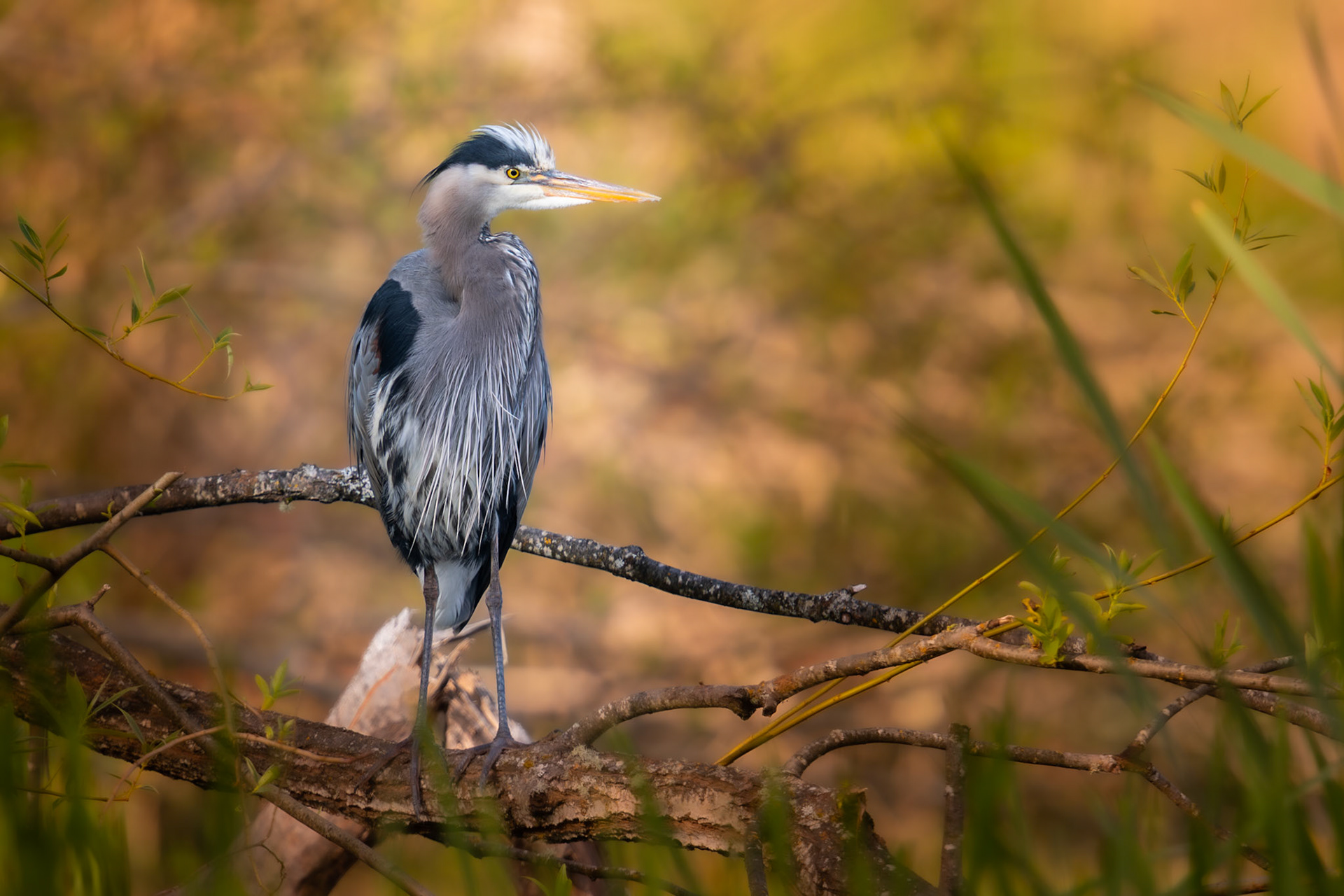 Blue Heron