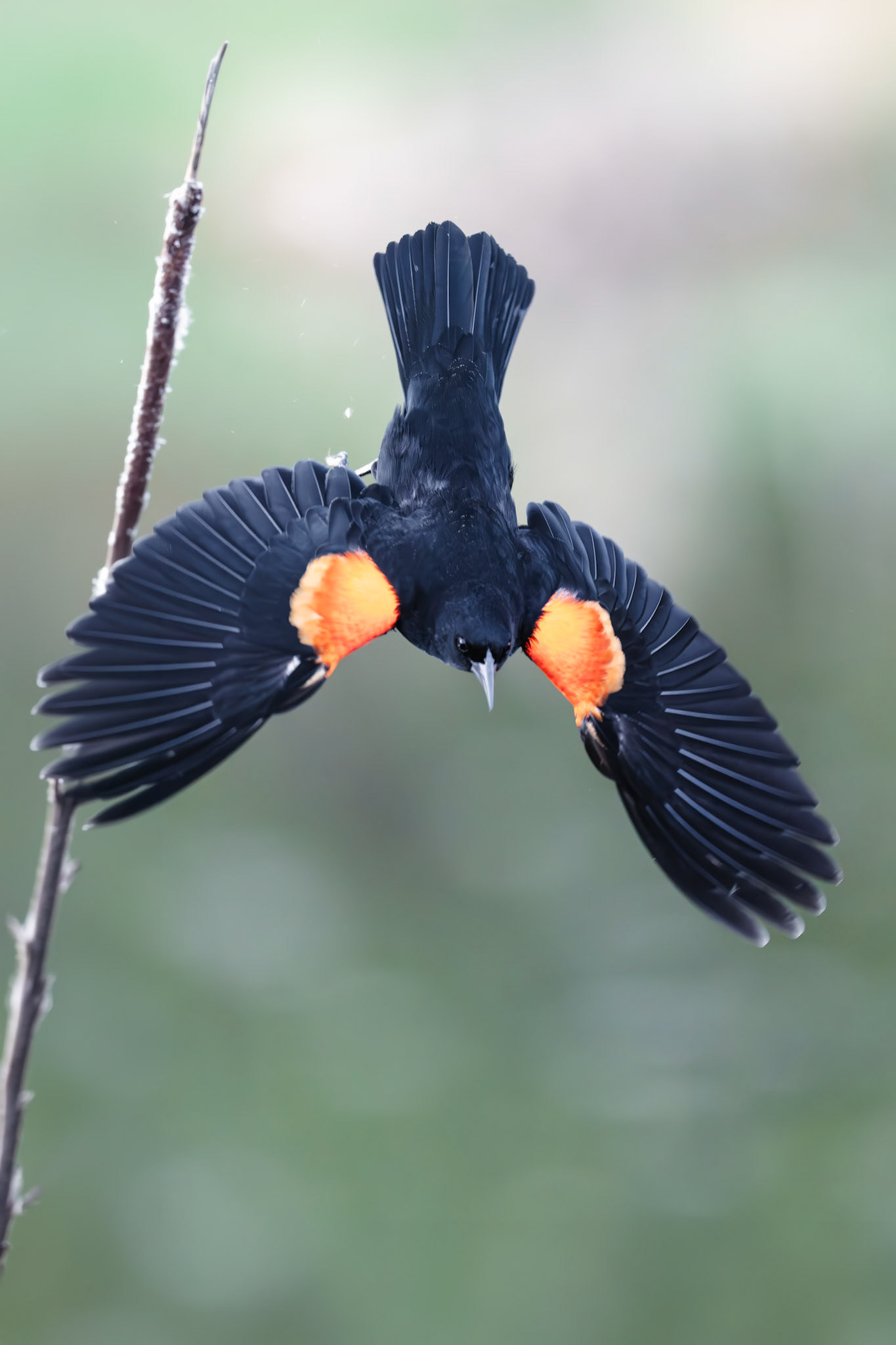 Red Winged Blackbird in flight