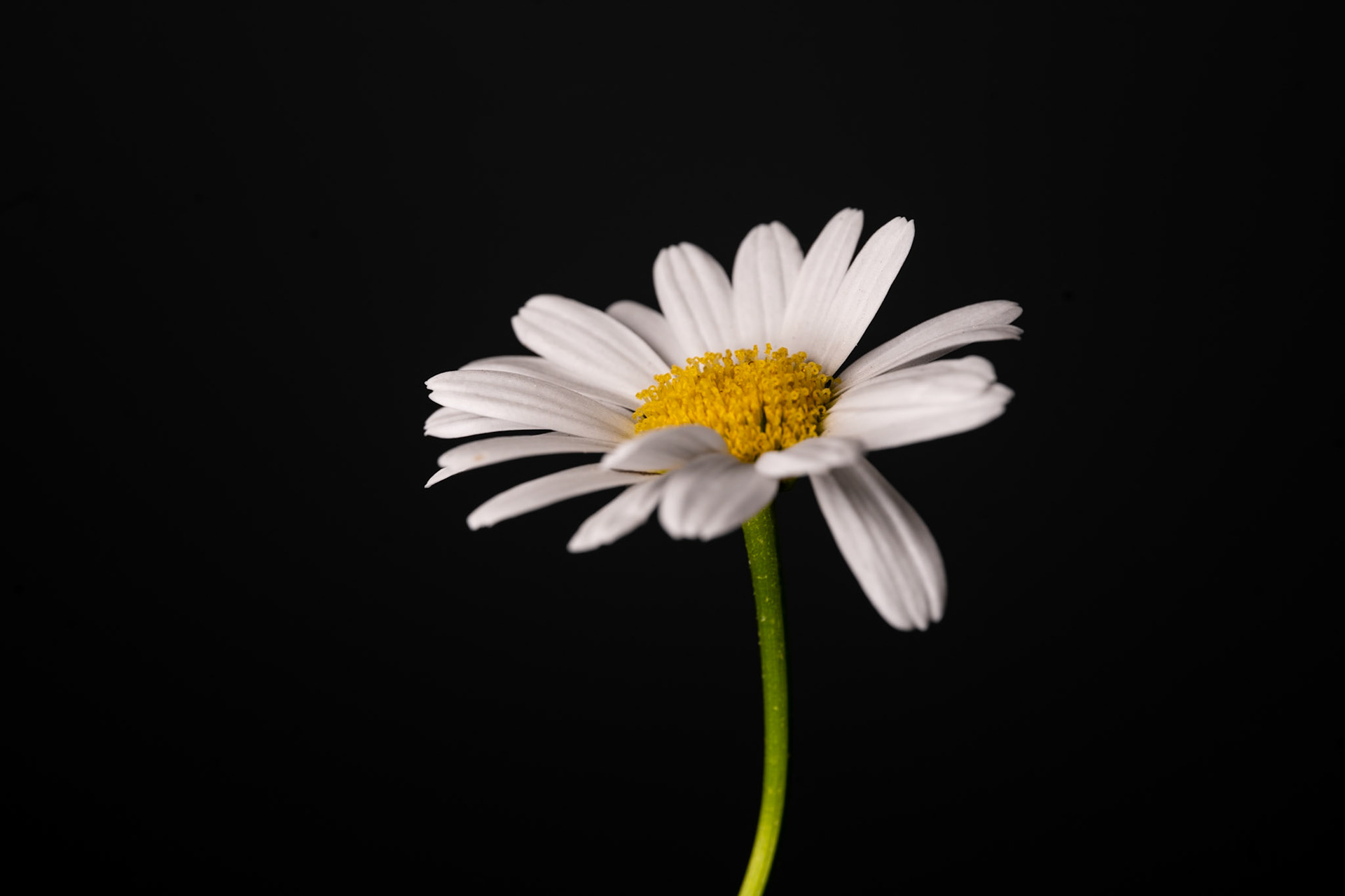 Shasta Daisies