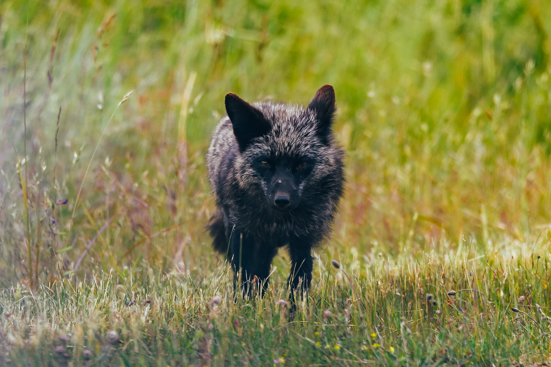 Fox on San Juan