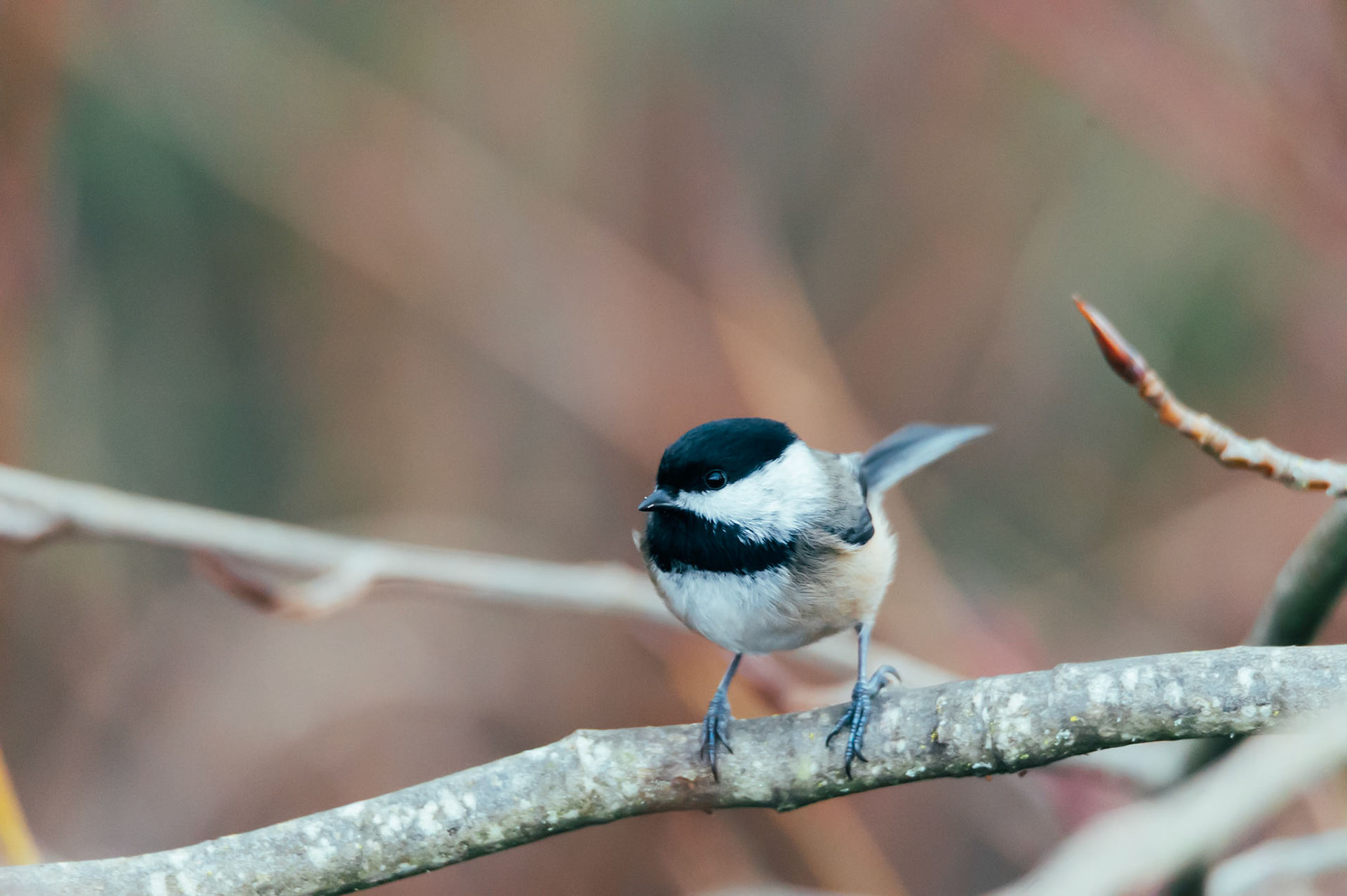 Black-capped Chickadee