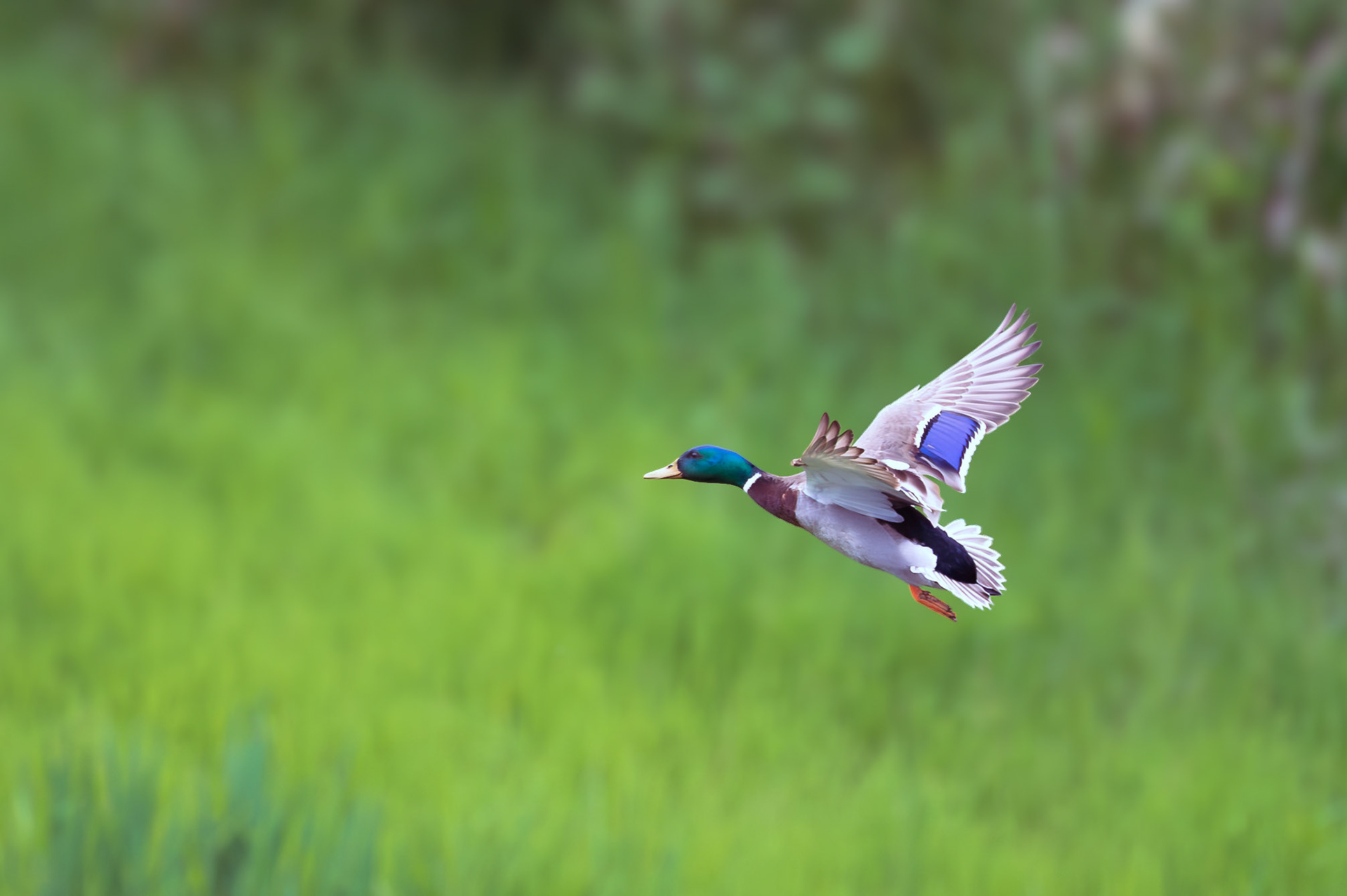 Mallard in flight