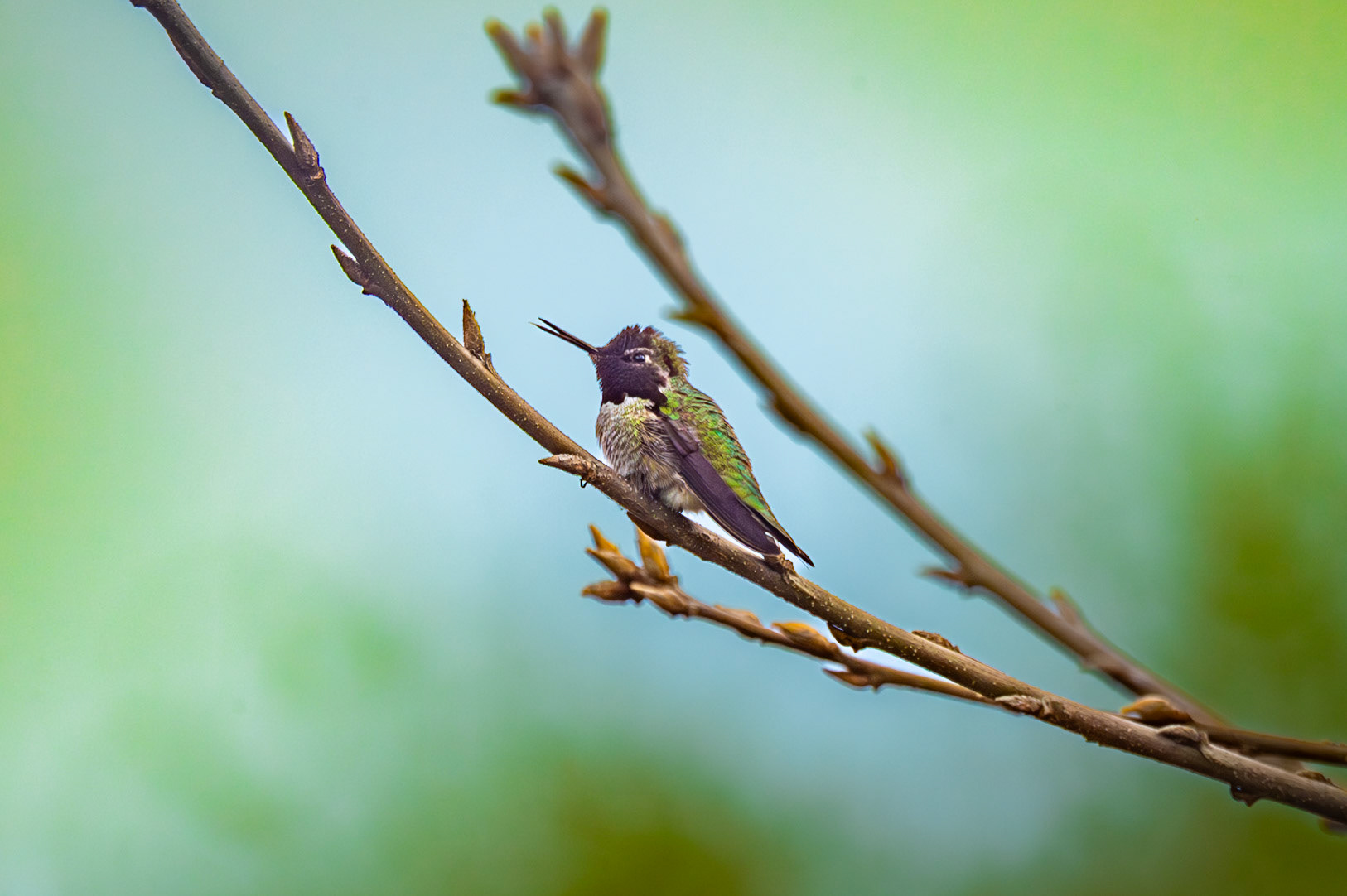 Anna's Hummingbird