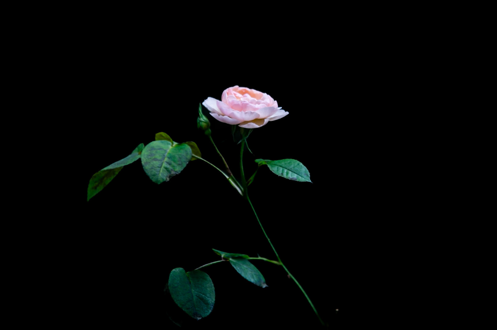 Gentle Germione (Rose)