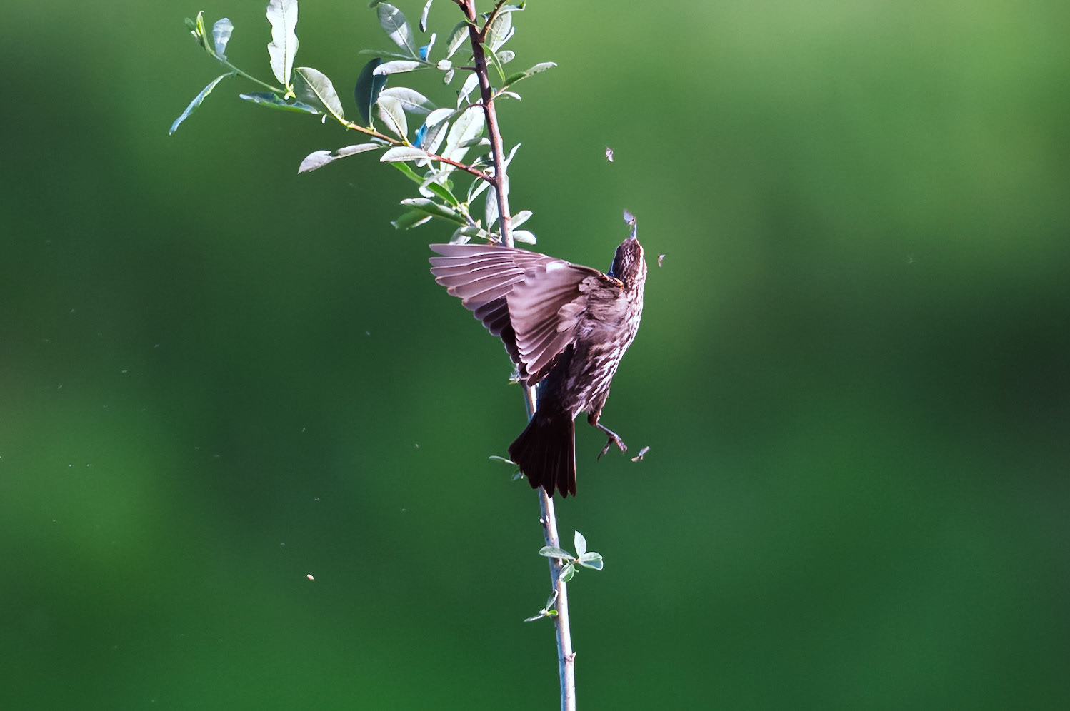 Red Winged Blackbird catching a bug