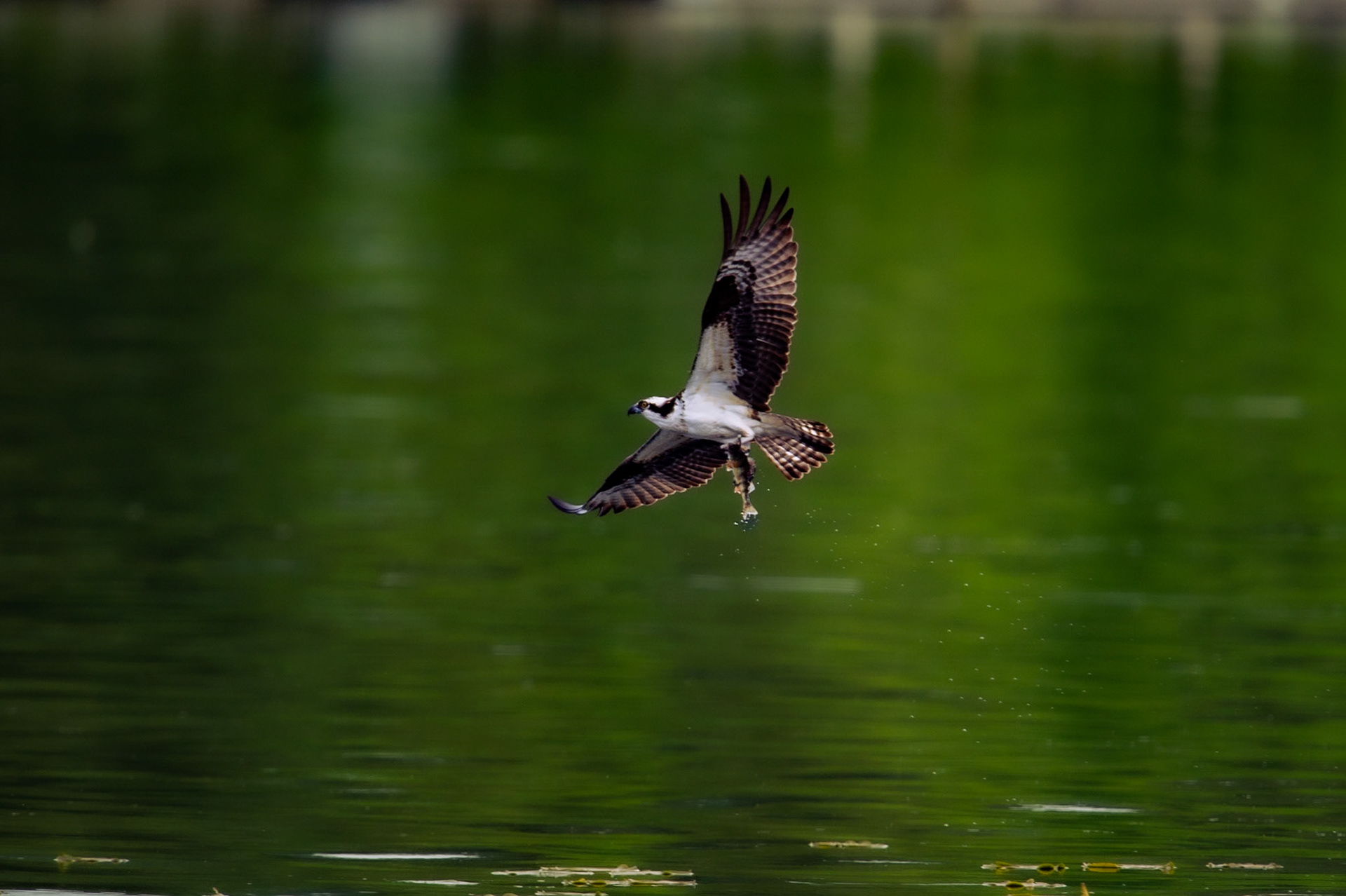 Osprey hunting
