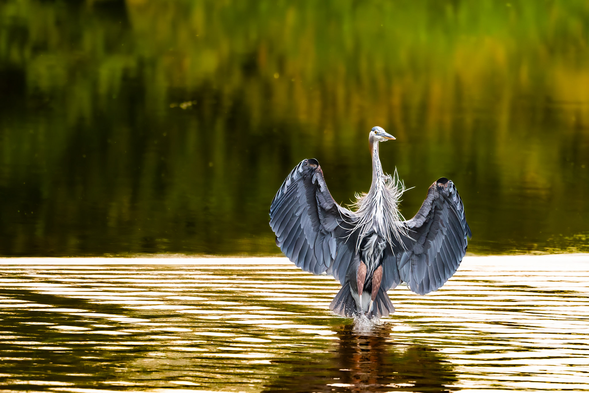 Great Blue Heron