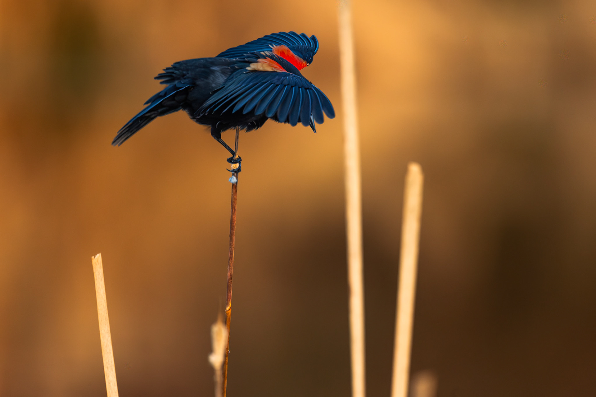 Red Winged Blackbird