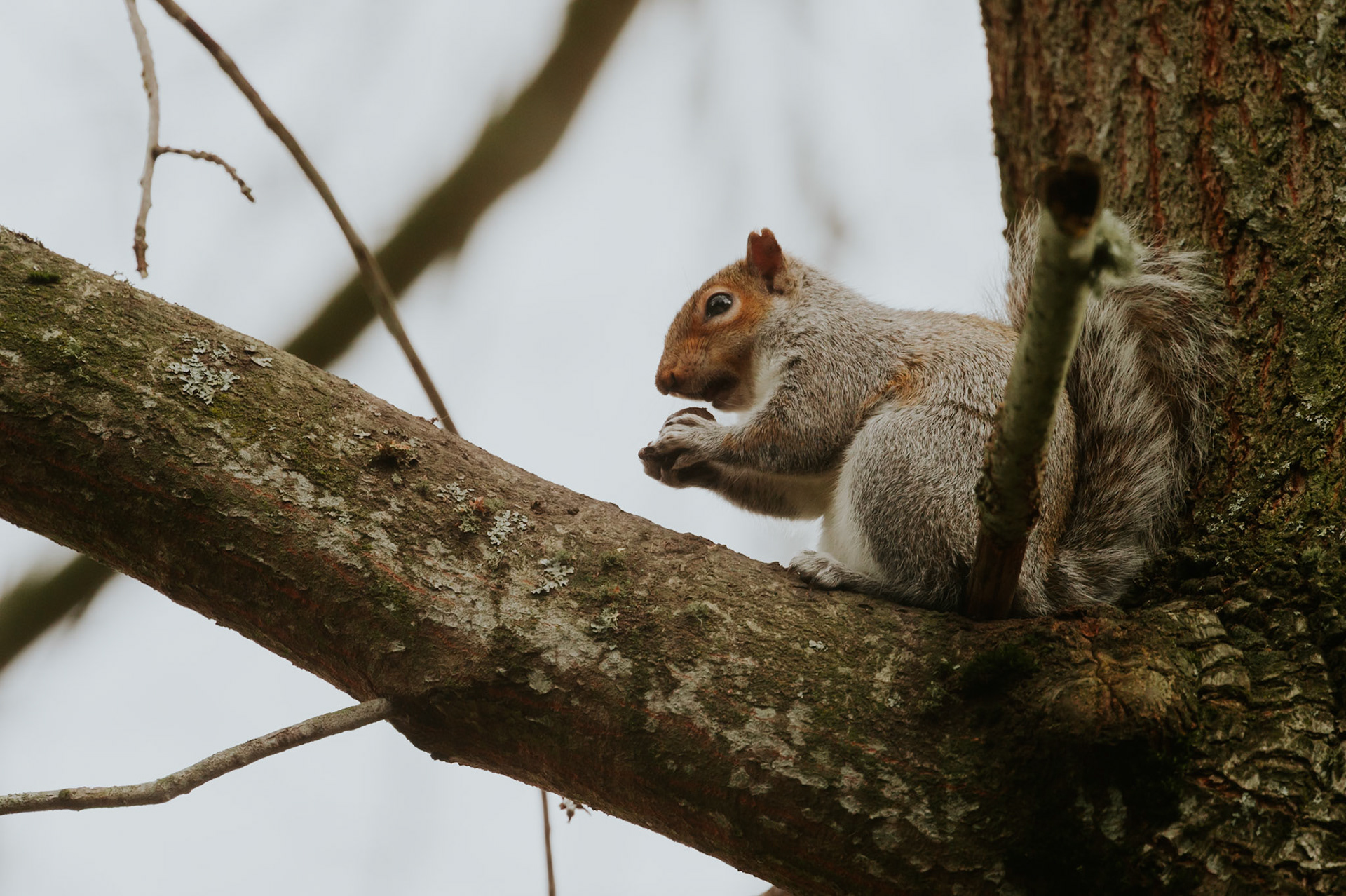 Squirrel