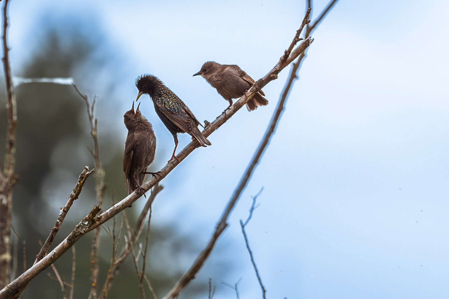 Starlings