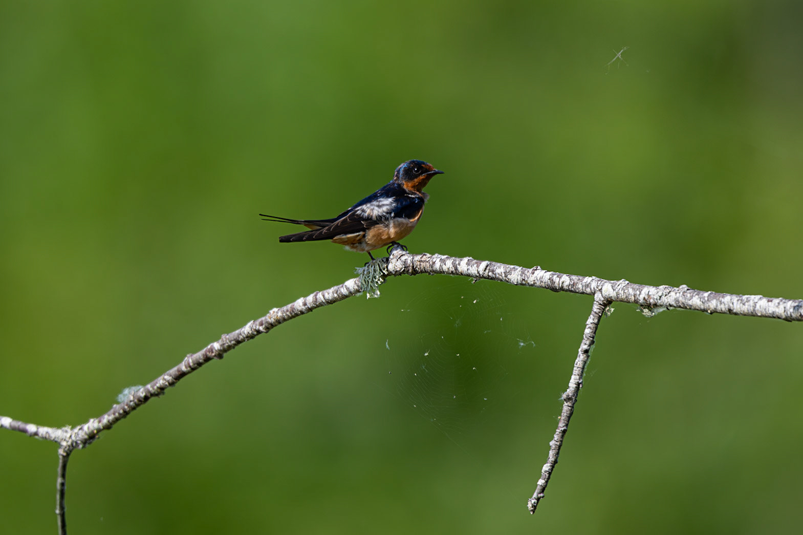 Barn Swallow